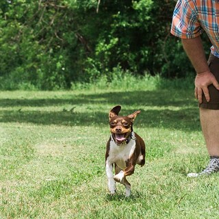 Foto 7 | ¡juguete Chuckit! Pelota Ultra Squeaker Para Perros (paquete De 4) - Venta Internacional.