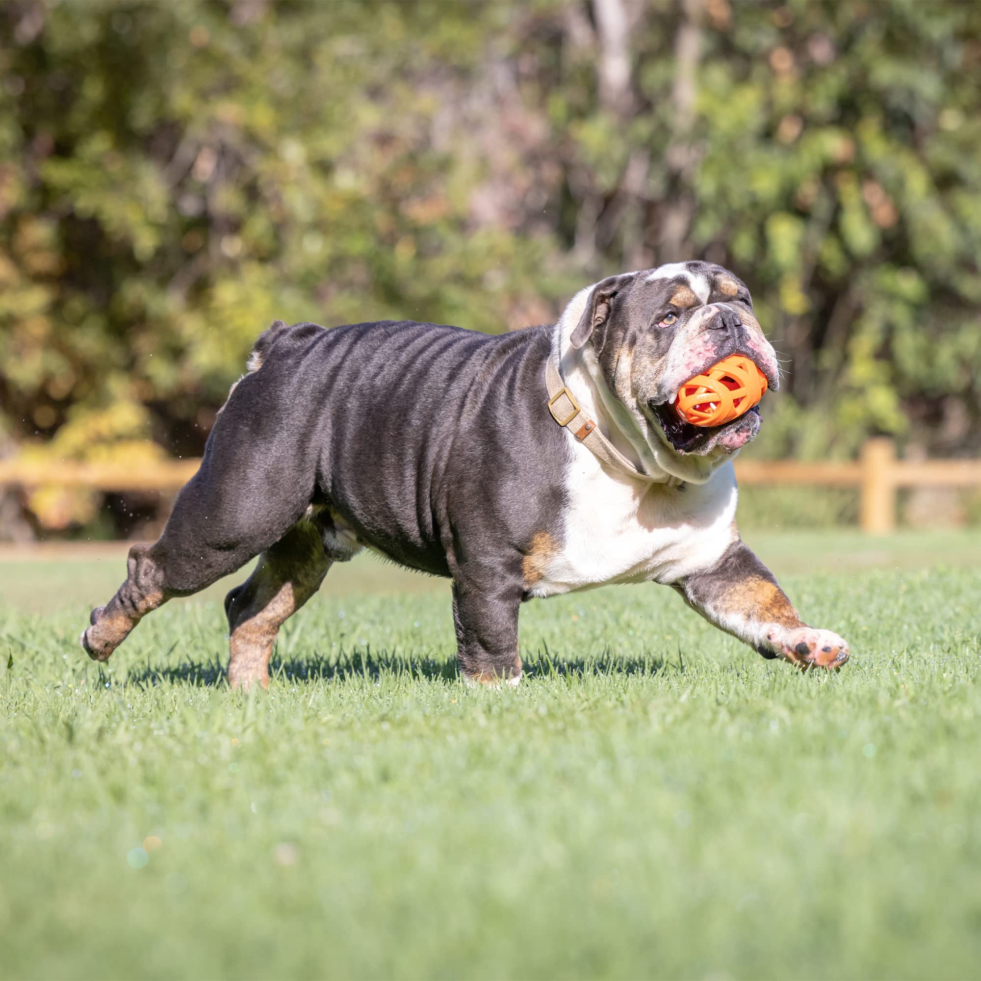 Foto 4 pulgar | Juguete Para Perros Chuckit Air Fetch Football Orange Para Todas Las Razas - Venta Internacional.