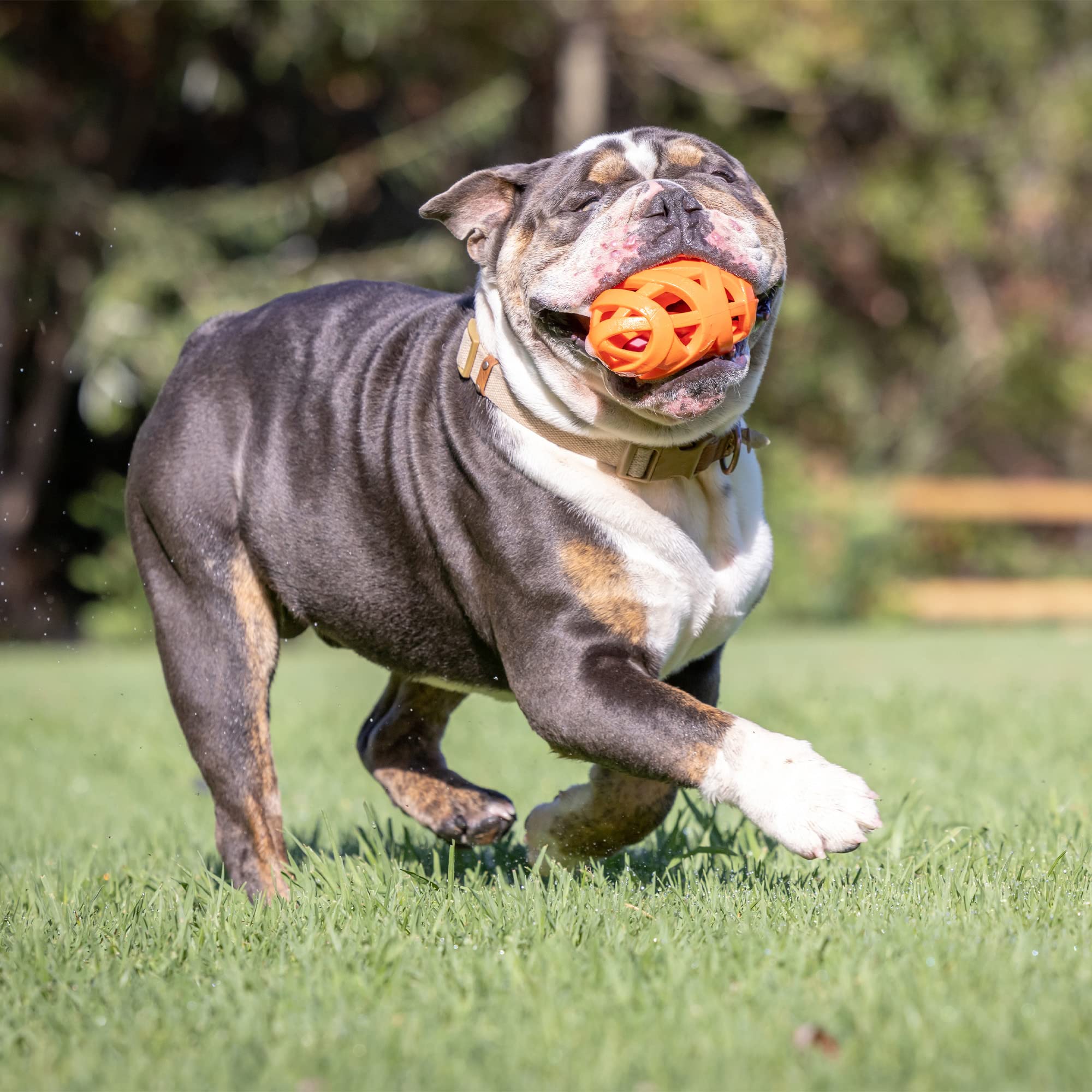 Foto 5 pulgar | Juguete Para Perros Chuckit Air Fetch Football Orange Para Todas Las Razas - Venta Internacional.
