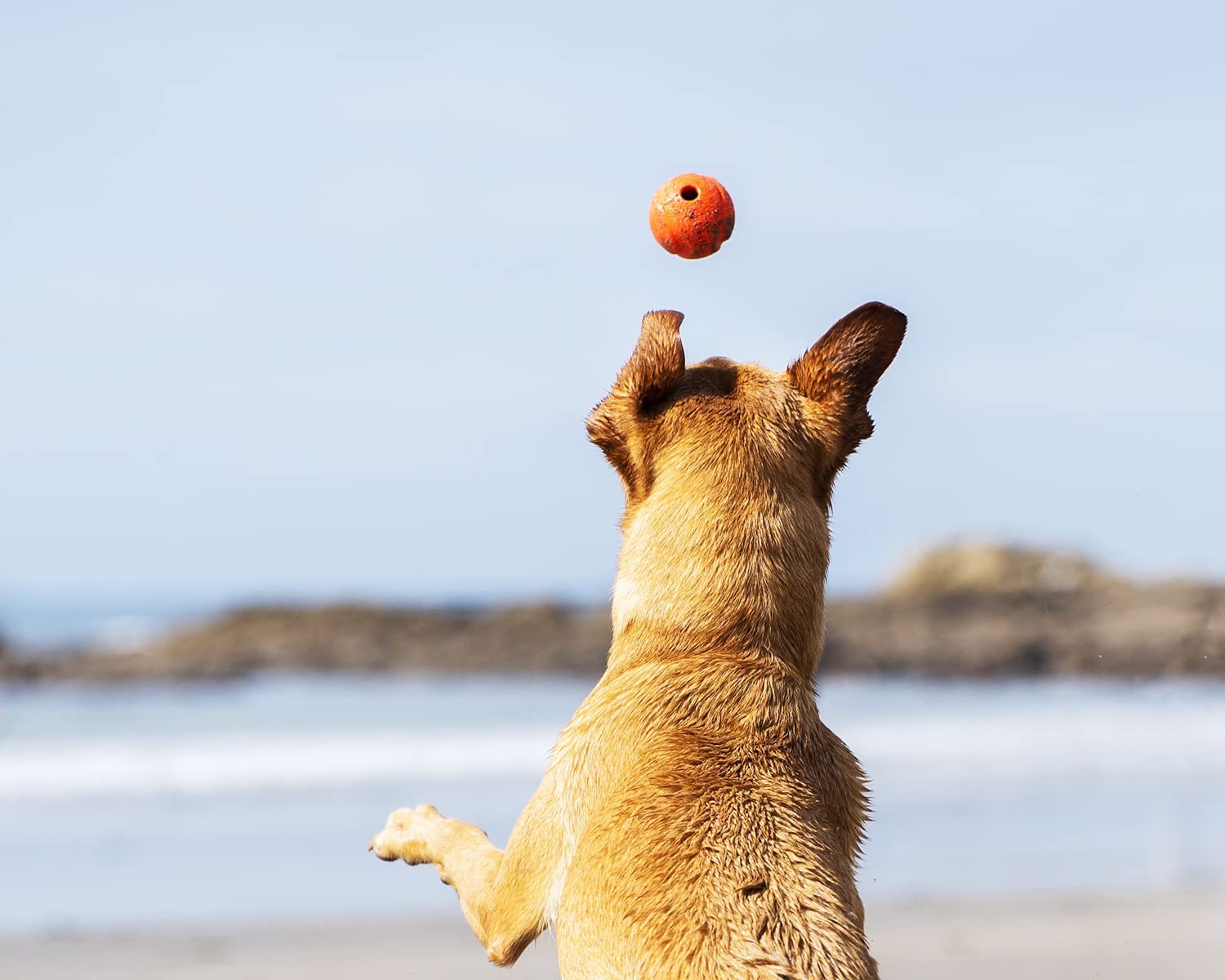 Foto 4 pulgar | Rubber Dog Fetch Ball Chuckit! Alto Rebote Para Razas Grandes - Venta Internacional.