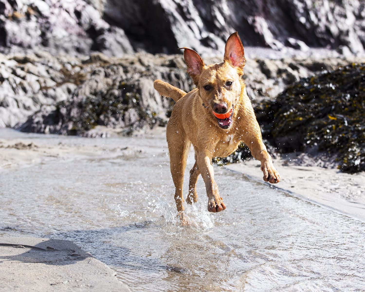Foto 5 pulgar | Rubber Dog Fetch Ball Chuckit! Alto Rebote Para Razas Grandes - Venta Internacional.