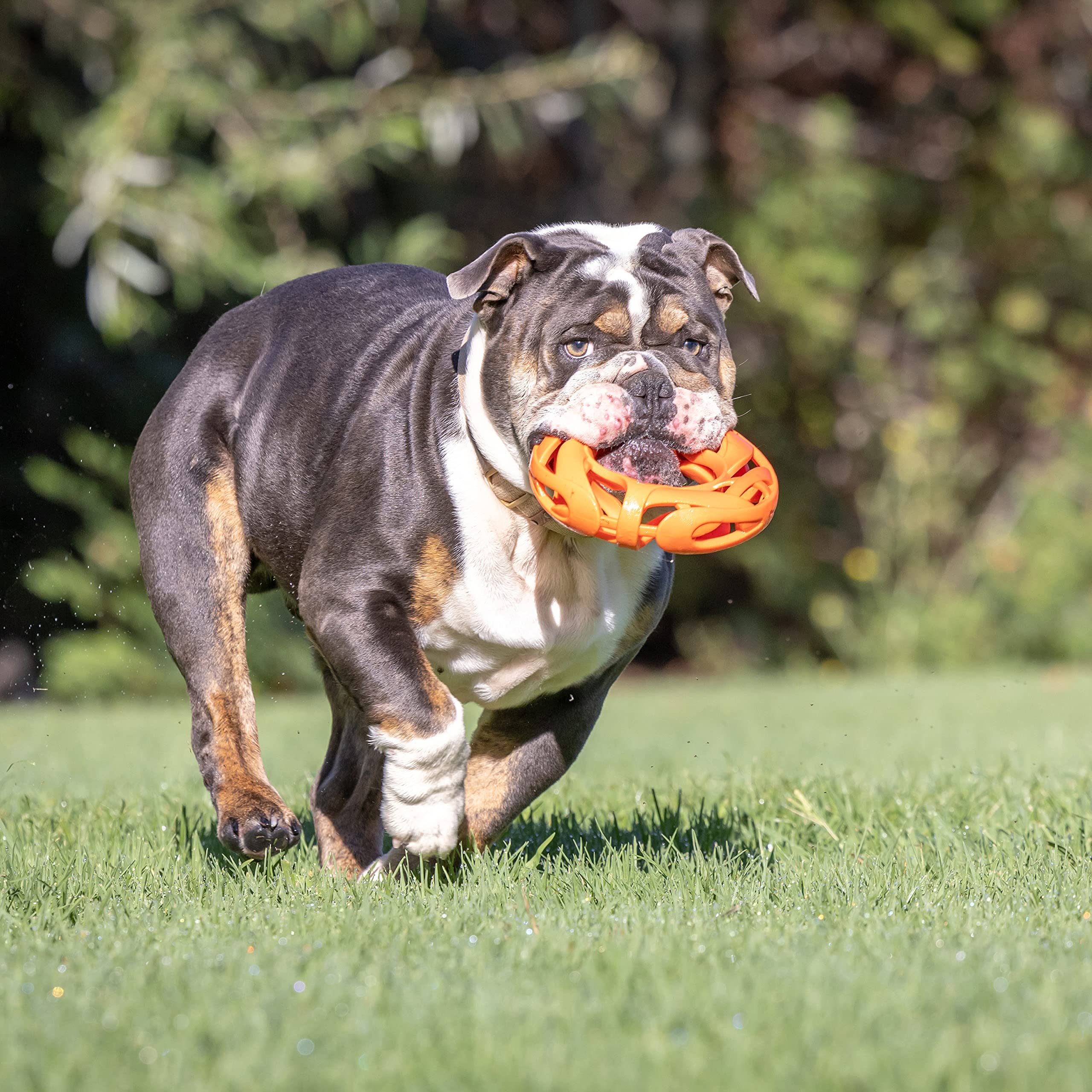 Foto 5 pulgar | Juguete Fetch Toy Chuckit Air Fetch Wheel Para Perros, Color Naranja - Venta Internacional.