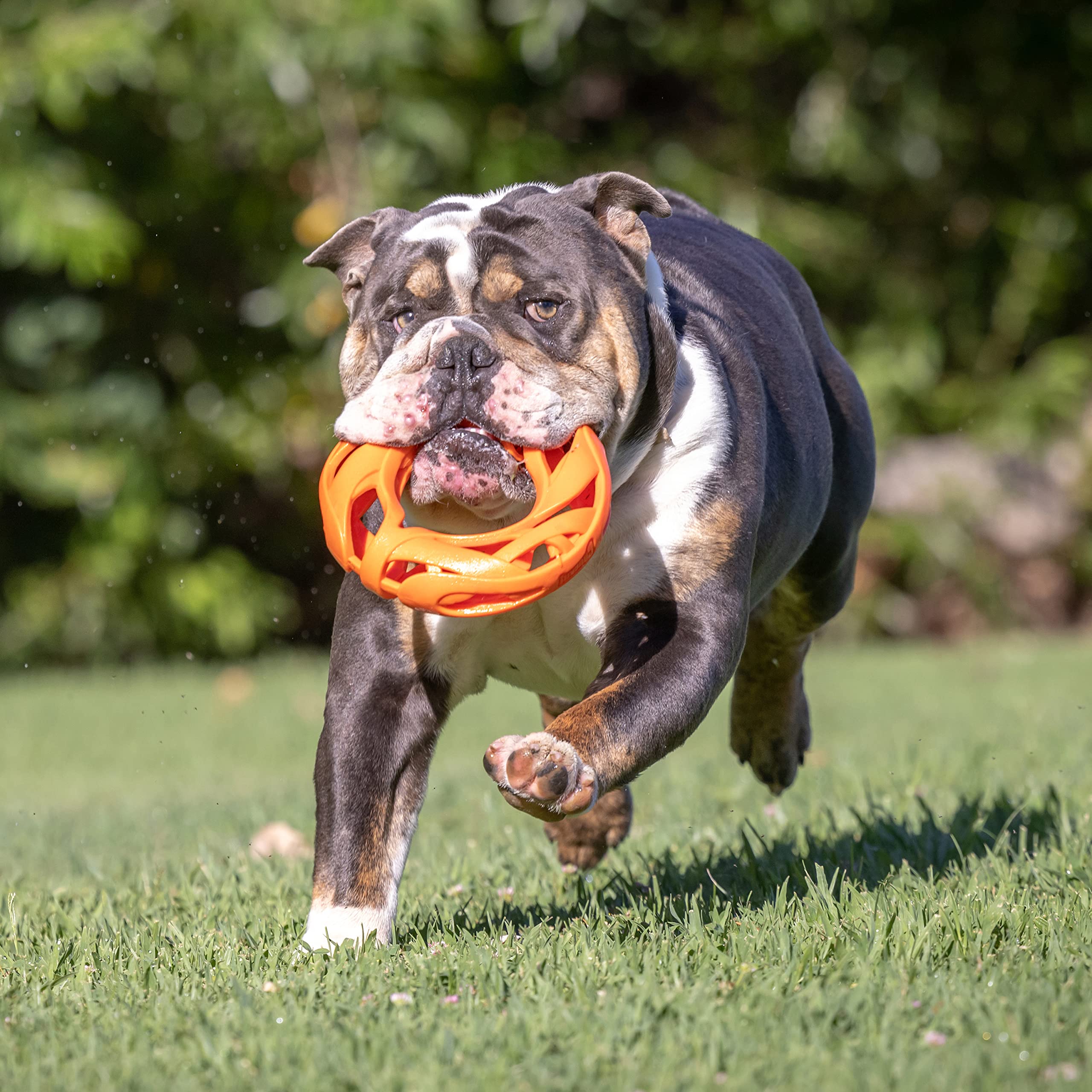 Foto 6 pulgar | Juguete Fetch Toy Chuckit Air Fetch Wheel Para Perros, Color Naranja - Venta Internacional.