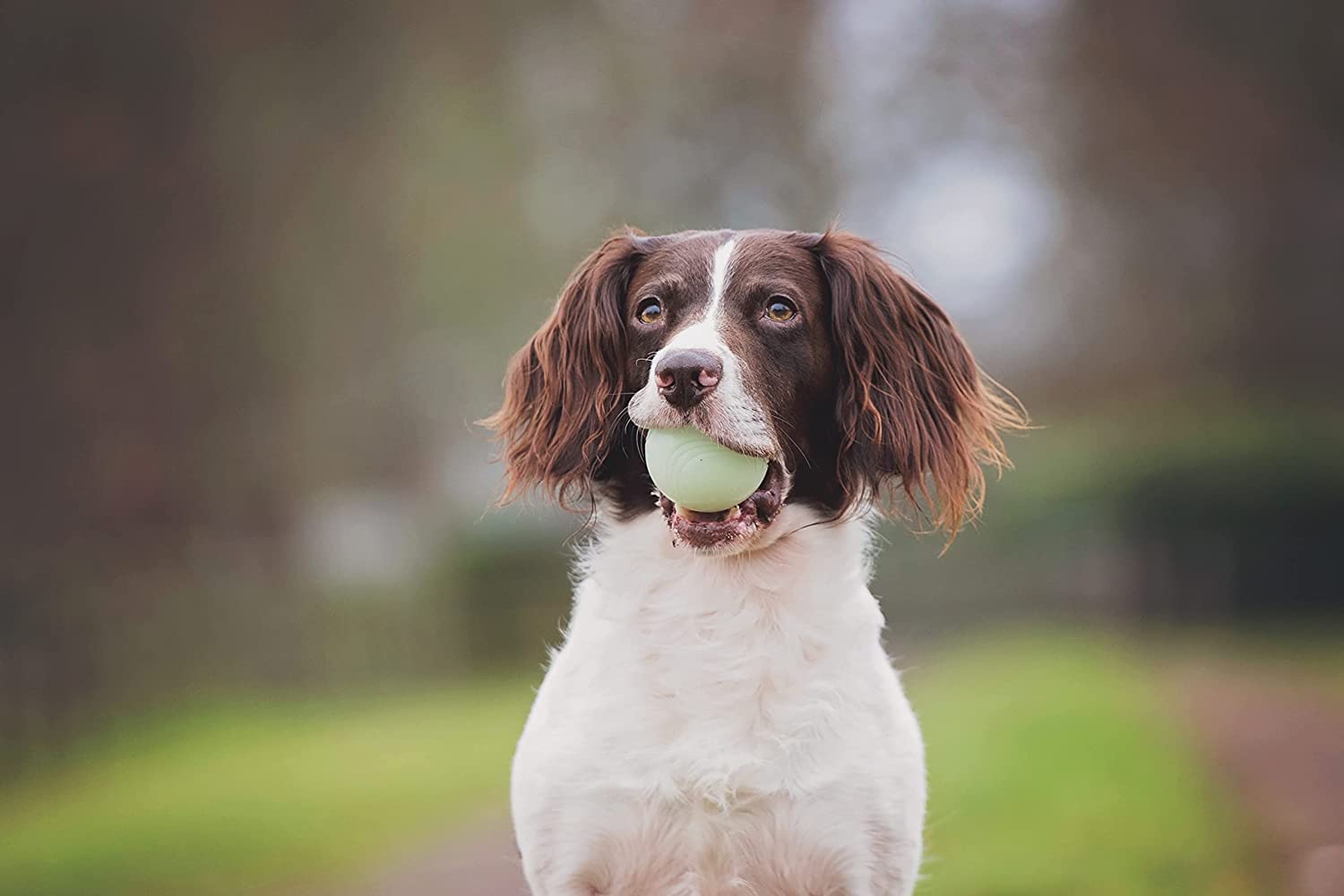 Foto 5 | Pelota Para Perros Chuckit Fetch Medley Para Perros Dog Toys, Paquete Mediano De 3 - Venta Internacional.