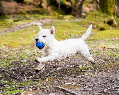 Foto 3 | Juguete Para Perros Chuckit! Crunch Ball De Tamaño Mediano (paquete De 2) - Venta Internacional.