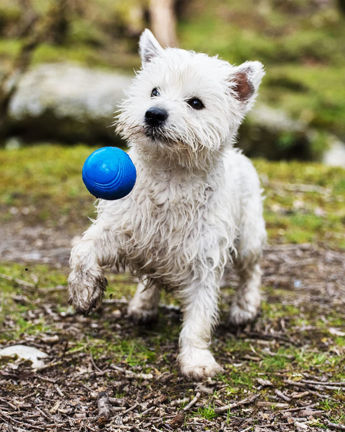 Foto 5 | Juguete Para Perros Chuckit! Crunch Ball De Tamaño Mediano (paquete De 2) - Venta Internacional.