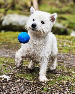 Foto 5 | Juguete Para Perros Chuckit! Crunch Ball De Tamaño Mediano (paquete De 2) - Venta Internacional.