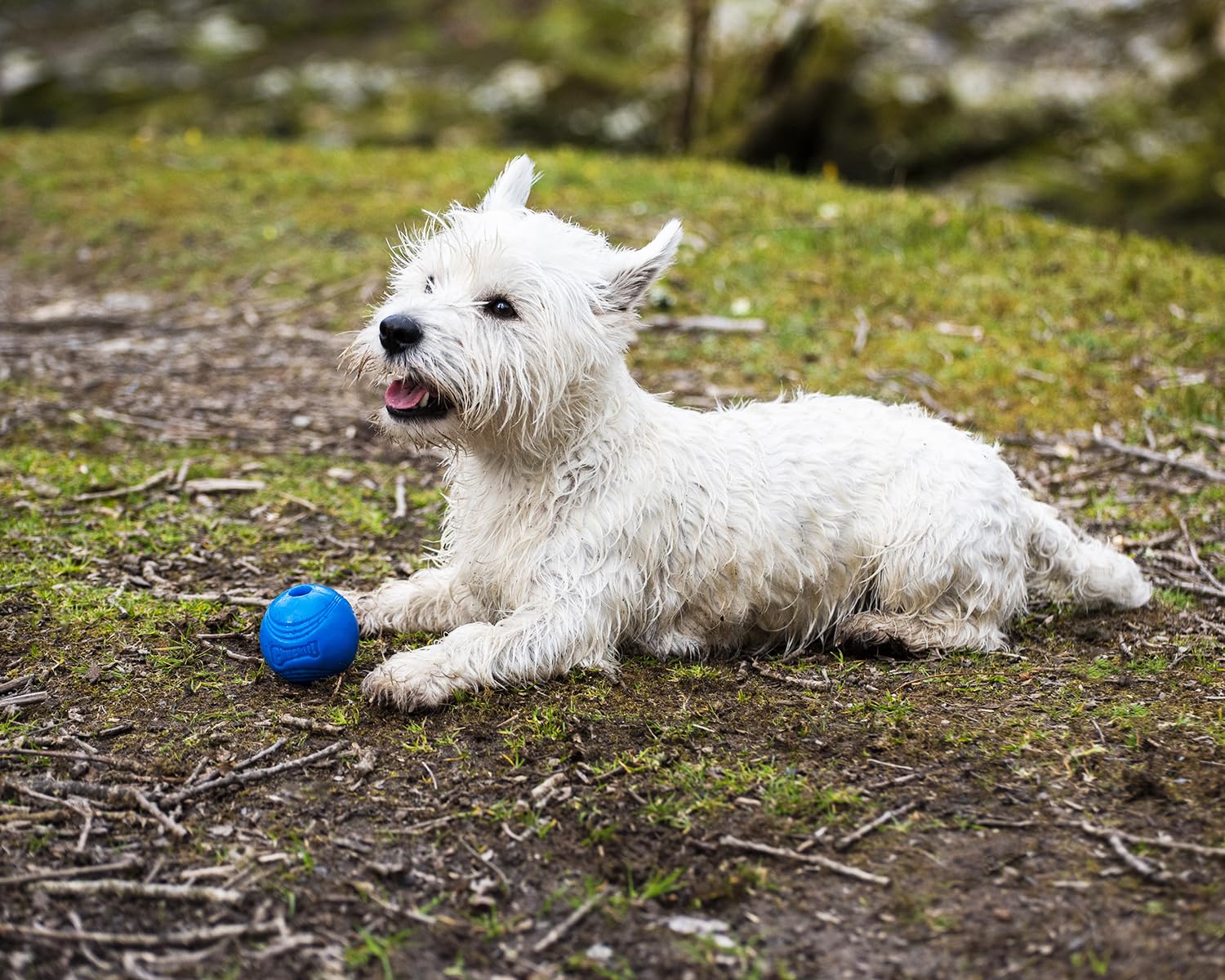 Foto 6 | Juguete Para Perros Chuckit! Crunch Ball De Tamaño Mediano (paquete De 2) - Venta Internacional.