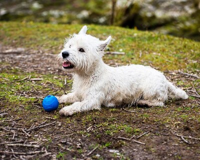 Foto 6 | Juguete Para Perros Chuckit! Crunch Ball De Tamaño Mediano (paquete De 2) - Venta Internacional.