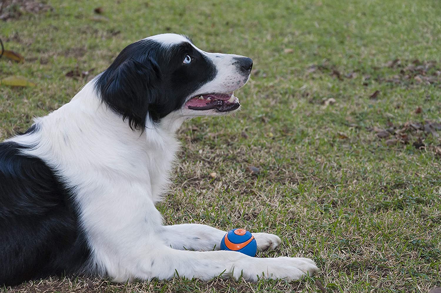Foto 7 pulgar | Juguete Para Perros Chuckit! Pack De 6 Unidades De Ultra Squeaker Ball Para Perros Medianos - Venta Internacional.