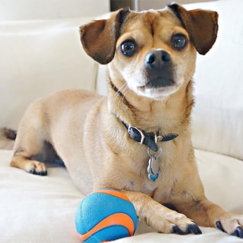 Foto 8 pulgar | Pelota Para Perros Chuckit Fetch Medley Para Perros De Raza Mediana, Paquete De 3 - Venta Internacional.