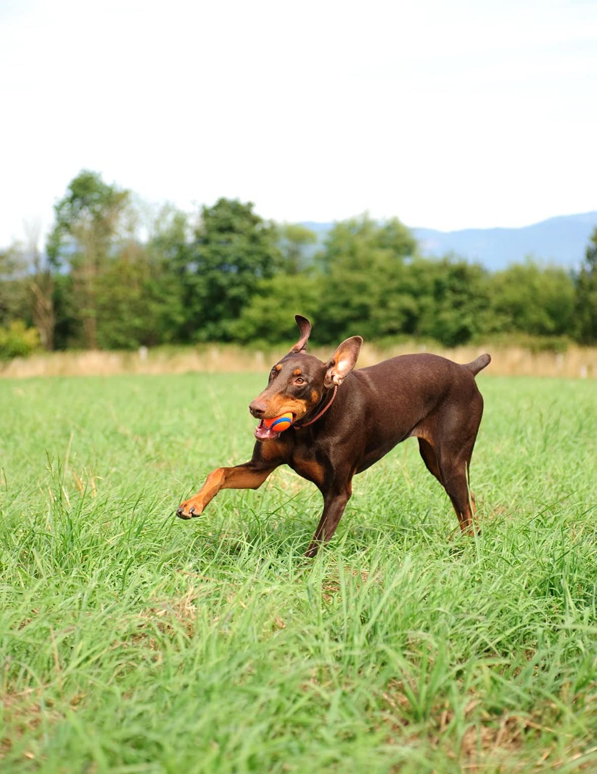 Foto 3 pulgar | ¡lanzador De Bolas Dog Fetch & Fold Con Paquete De 4 Unidades Ultra Ball Chuckit! - Venta Internacional.