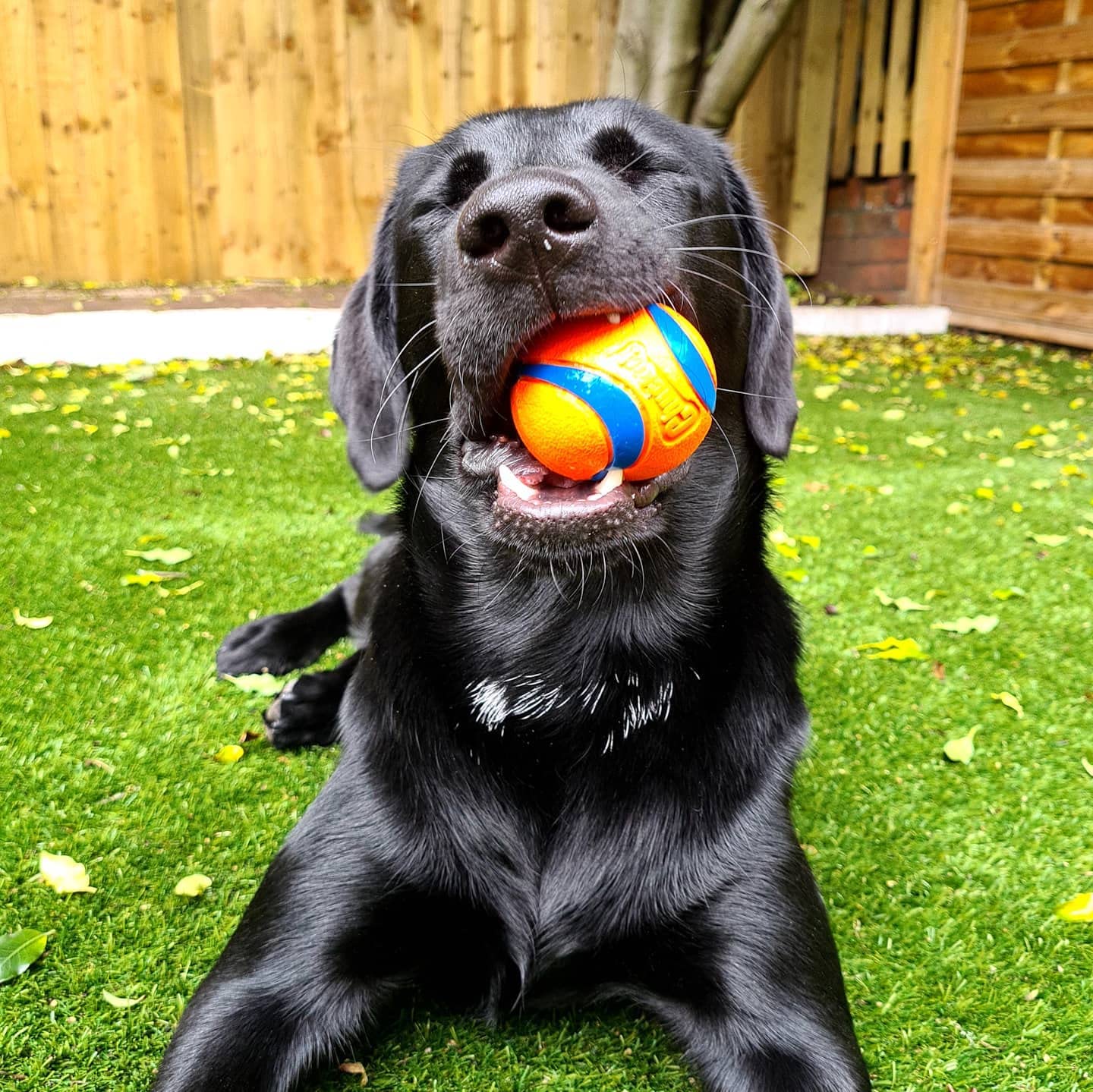 Foto 4 pulgar | ¡lanzador De Bolas Dog Fetch & Fold Con Paquete De 4 Unidades Ultra Ball Chuckit! - Venta Internacional.