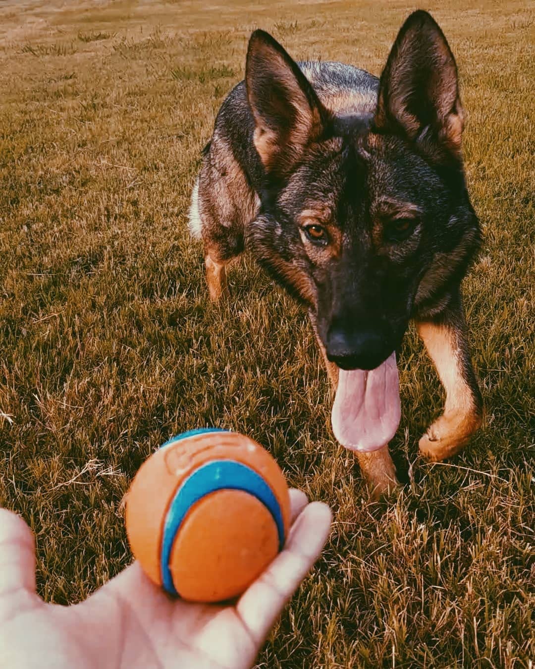 Foto 5 pulgar | ¡lanzador De Bolas Dog Fetch & Fold Con Paquete De 4 Unidades Ultra Ball Chuckit! - Venta Internacional.