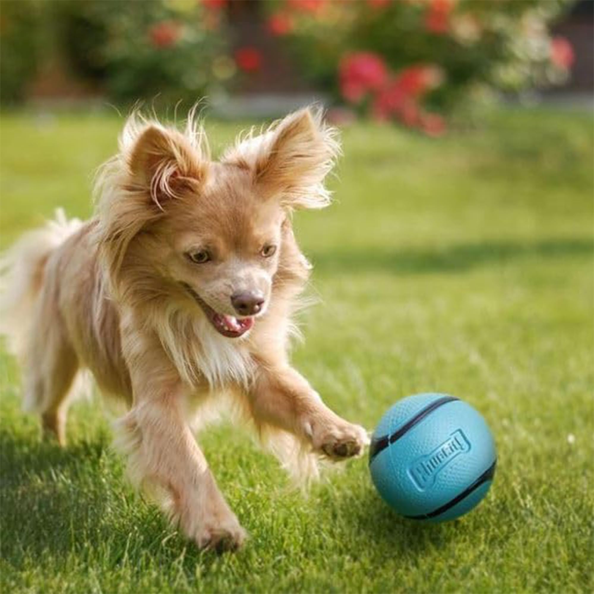 Foto 4 pulgar | Juguete Para Perros Chuckit! Sniff Ball, Goma Duradera Y Con Alto Rebote, Paquete De 2 - Venta Internacional.