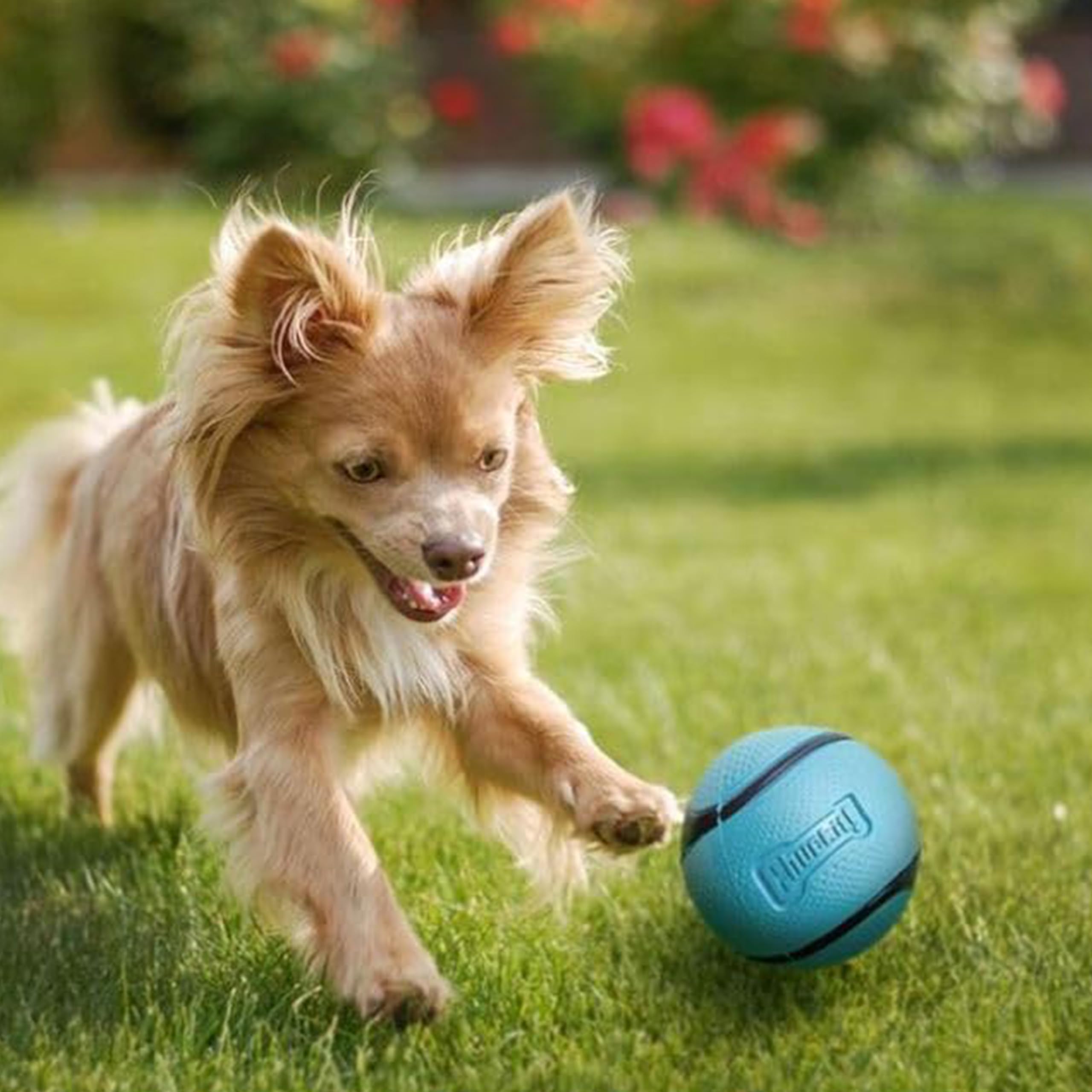 Foto 4 pulgar | Juguete Para Perros Chuckit! Sniff Ball, Goma Aromática Duradera Y De Alto Rebote - Venta Internacional.