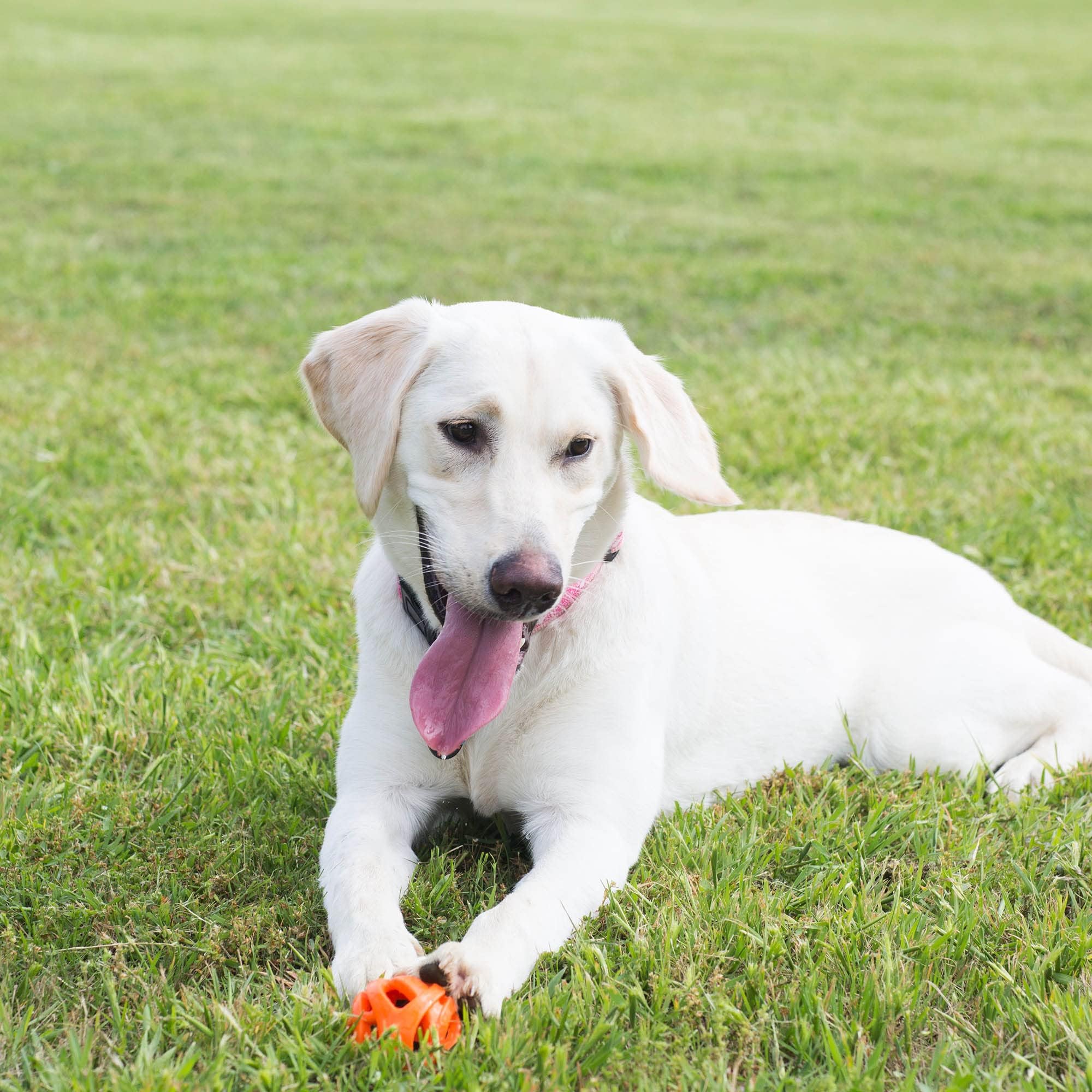 Foto 4 pulgar | Pelota Chuckit Air Fetch De Juguete Para Perros, Tamaño Grande, Para Perros De 27 A 45 Kg - Venta Internacional.