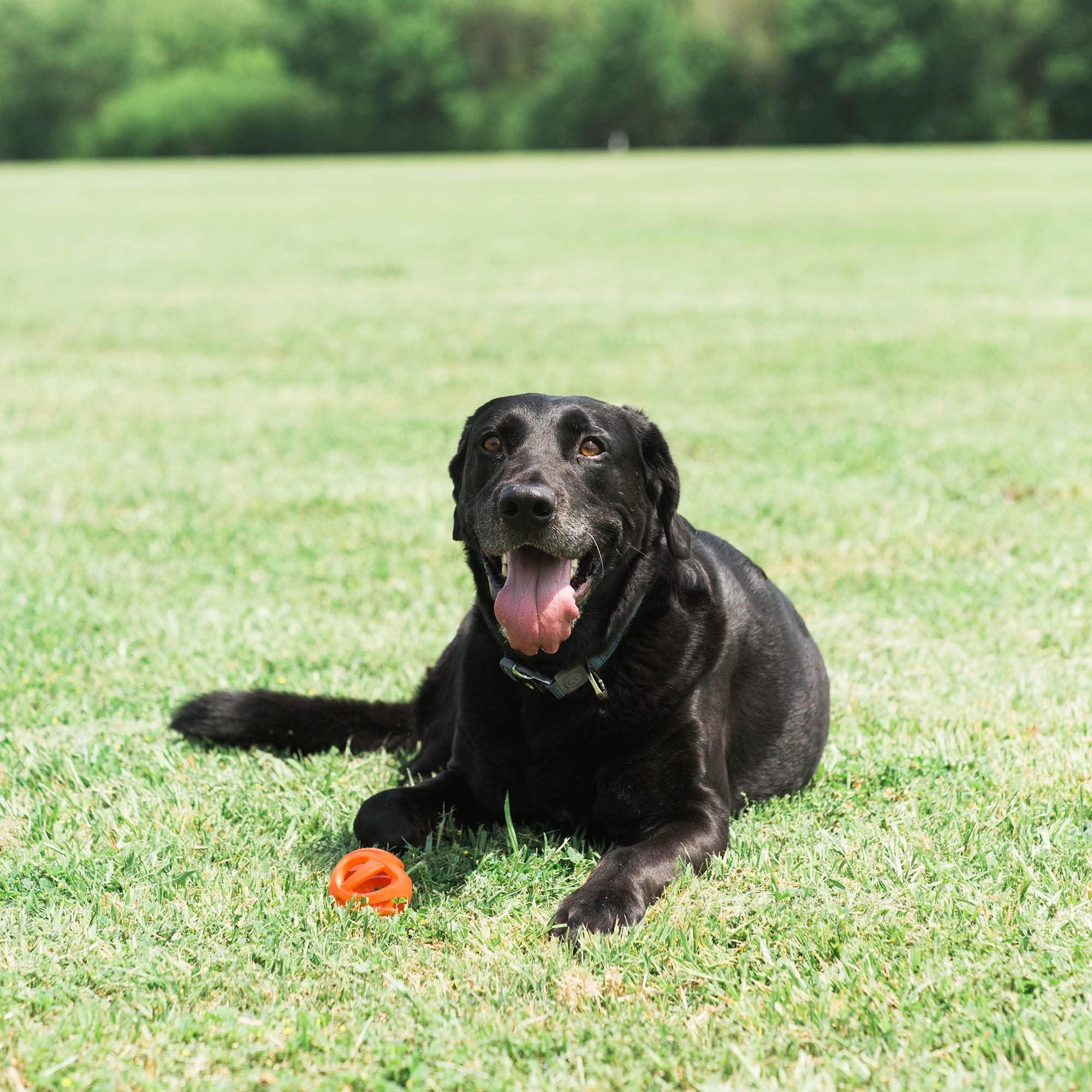 Foto 5 pulgar | Pelota Chuckit Air Fetch De Juguete Para Perros, Tamaño Grande, Para Perros De 27 A 45 Kg - Venta Internacional.