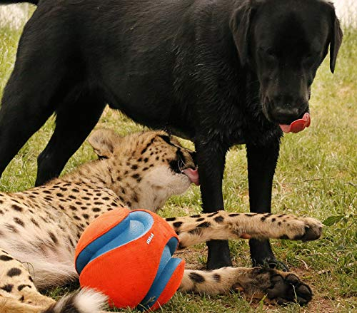 Foto 5 pulgar | Juguete Para Perros Chuckit! Pelota Kick Fetch Pequeña (15 Cm) Para Perros - Venta Internacional.