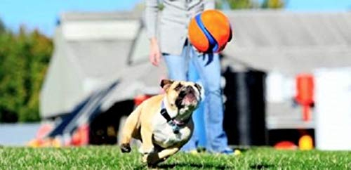 Foto 7 pulgar | Juguete Para Perros Chuckit! Pelota Kick Fetch Pequeña (15 Cm) Para Perros - Venta Internacional.