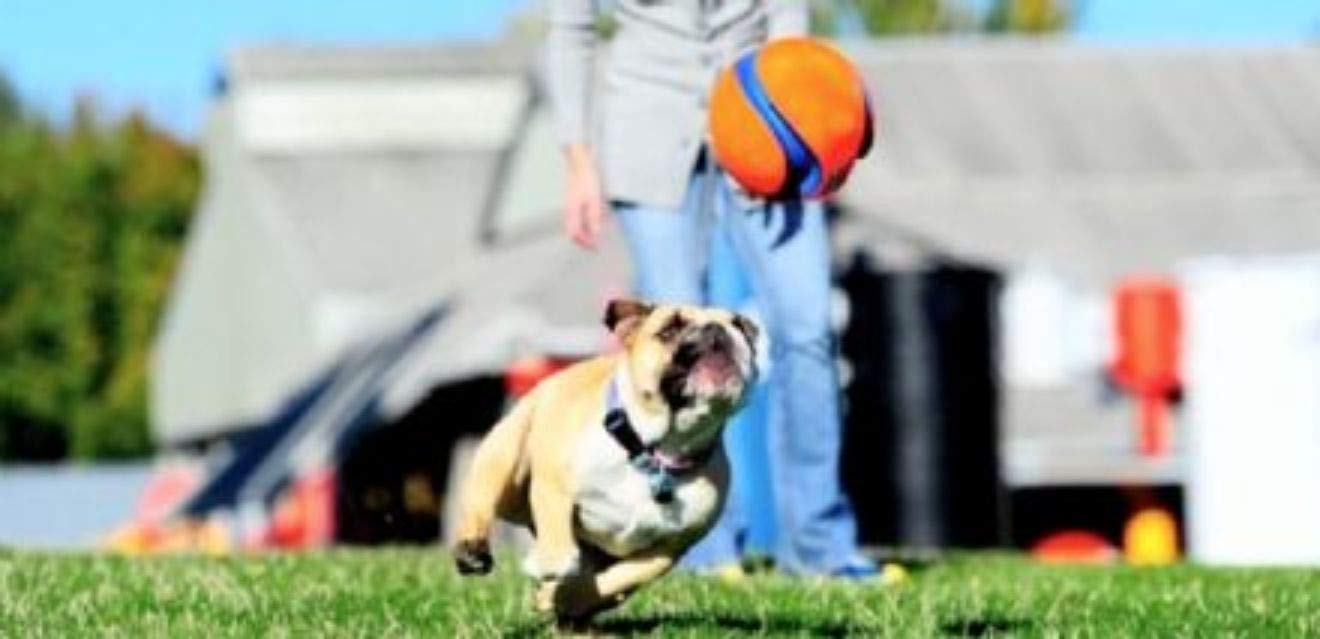 Foto 8 pulgar | Pelota De Juguete Para Perros Chuckit Kick Fetch, Grande, Para Padres De Mascotas - Venta Internacional.
