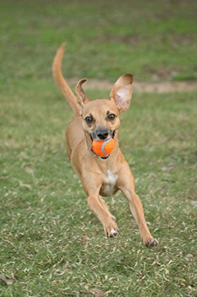 Foto 4 pulgar | Juguete Para Perros Chuckit! Pelota De Tenis Pequeña Para Perros De 0 A 9 Kg, Paquete De 2 - Venta Internacional.
