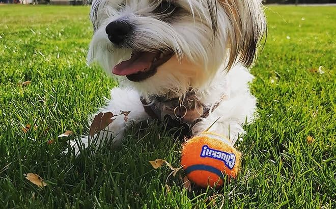Foto 5 pulgar | Juguete Para Perros Chuckit! Pelota De Tenis Pequeña Para Perros De 0 A 9 Kg, Paquete De 2 - Venta Internacional.