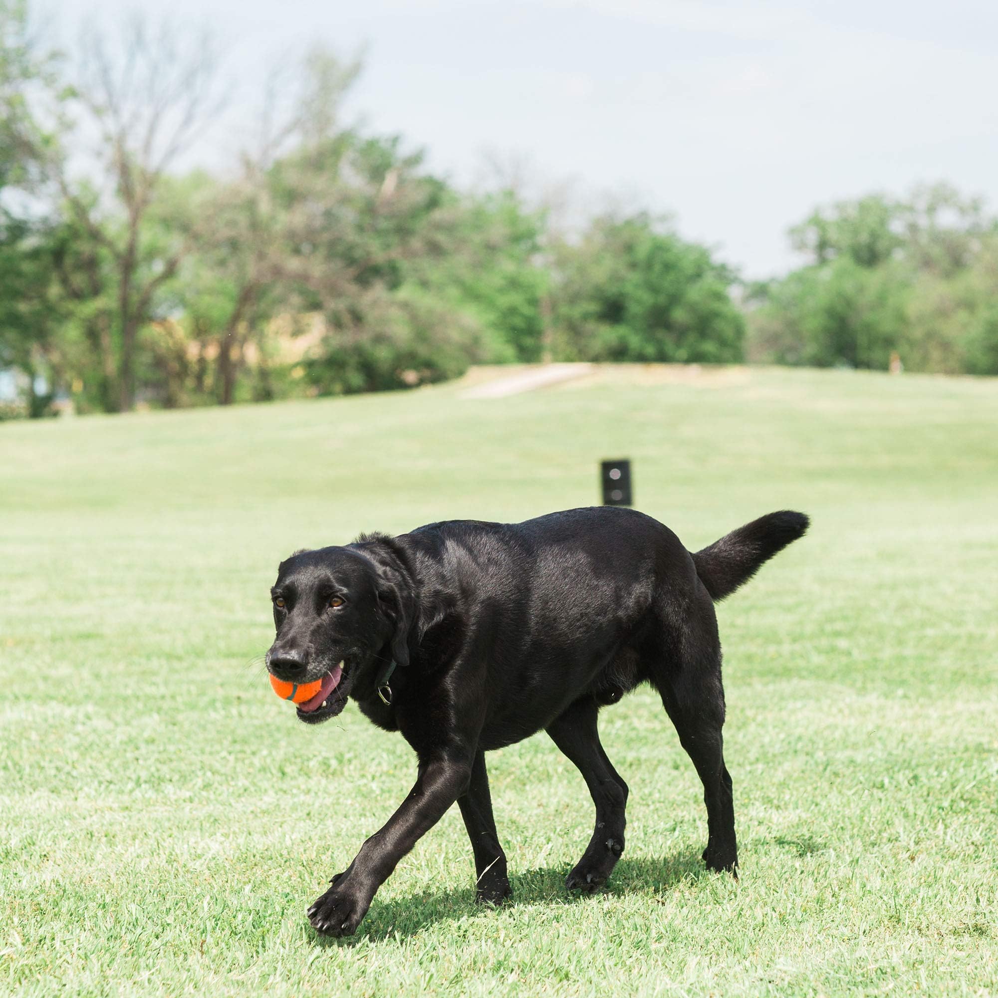 Foto 7 pulgar | Juguete Para Perros Chuckit! Pelota De Tenis Para Perros Grandes De 27 A 45 Kg, Paquete De 2 - Venta Internacional.