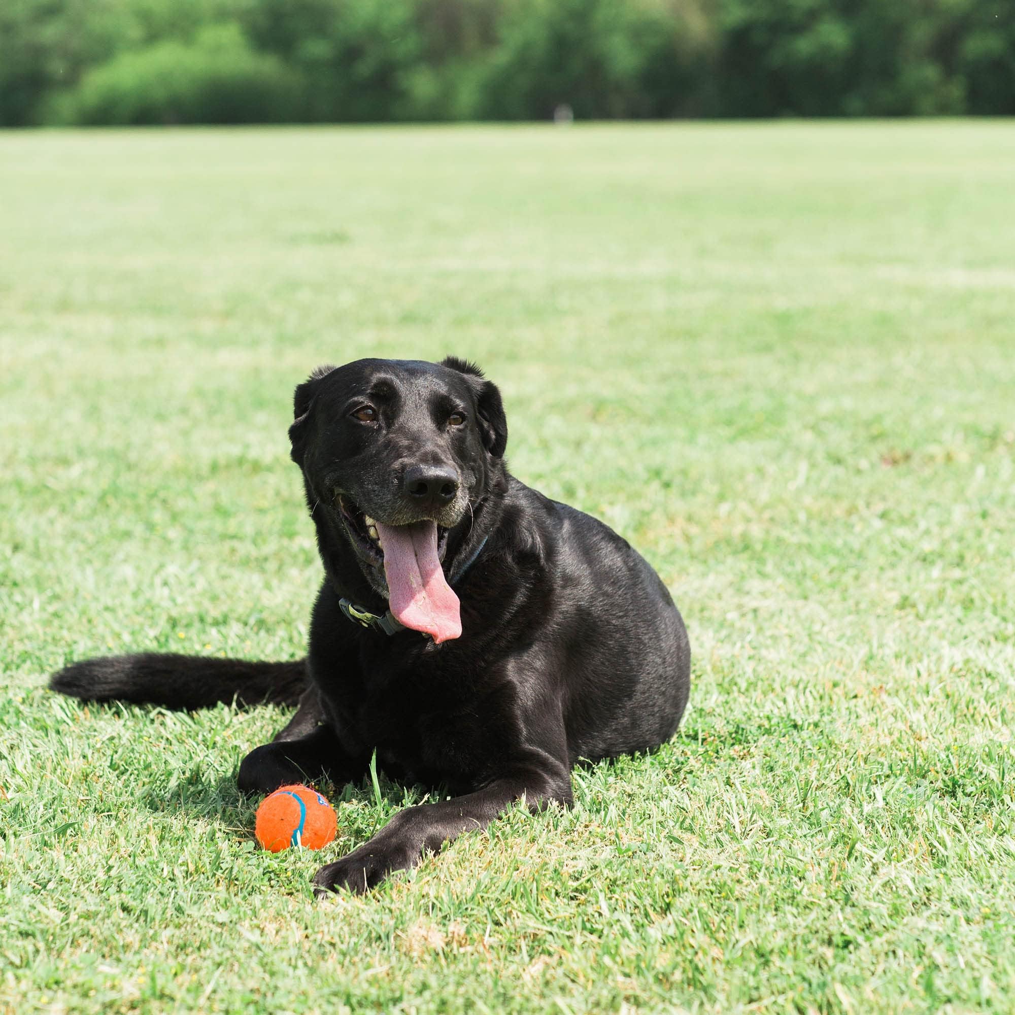 Foto 8 pulgar | Juguete Para Perros Chuckit! Pelota De Tenis Para Perros Grandes De 27 A 45 Kg, Paquete De 2 - Venta Internacional.