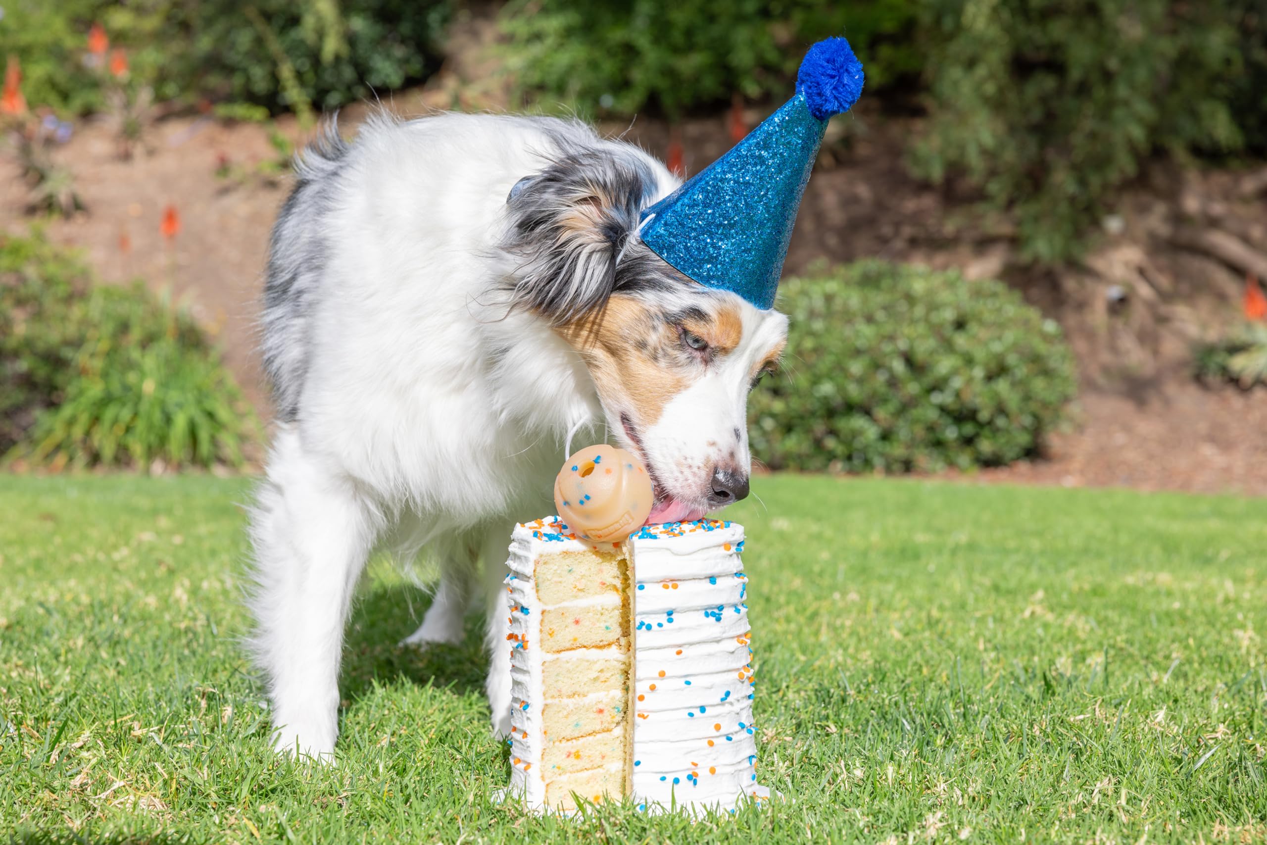 Foto 4 pulgar | ¡busca A Ball Chuckit! Cumpleaños Para Perros De Tamaño Mediano De 9 A 27 Kg - Venta Internacional.