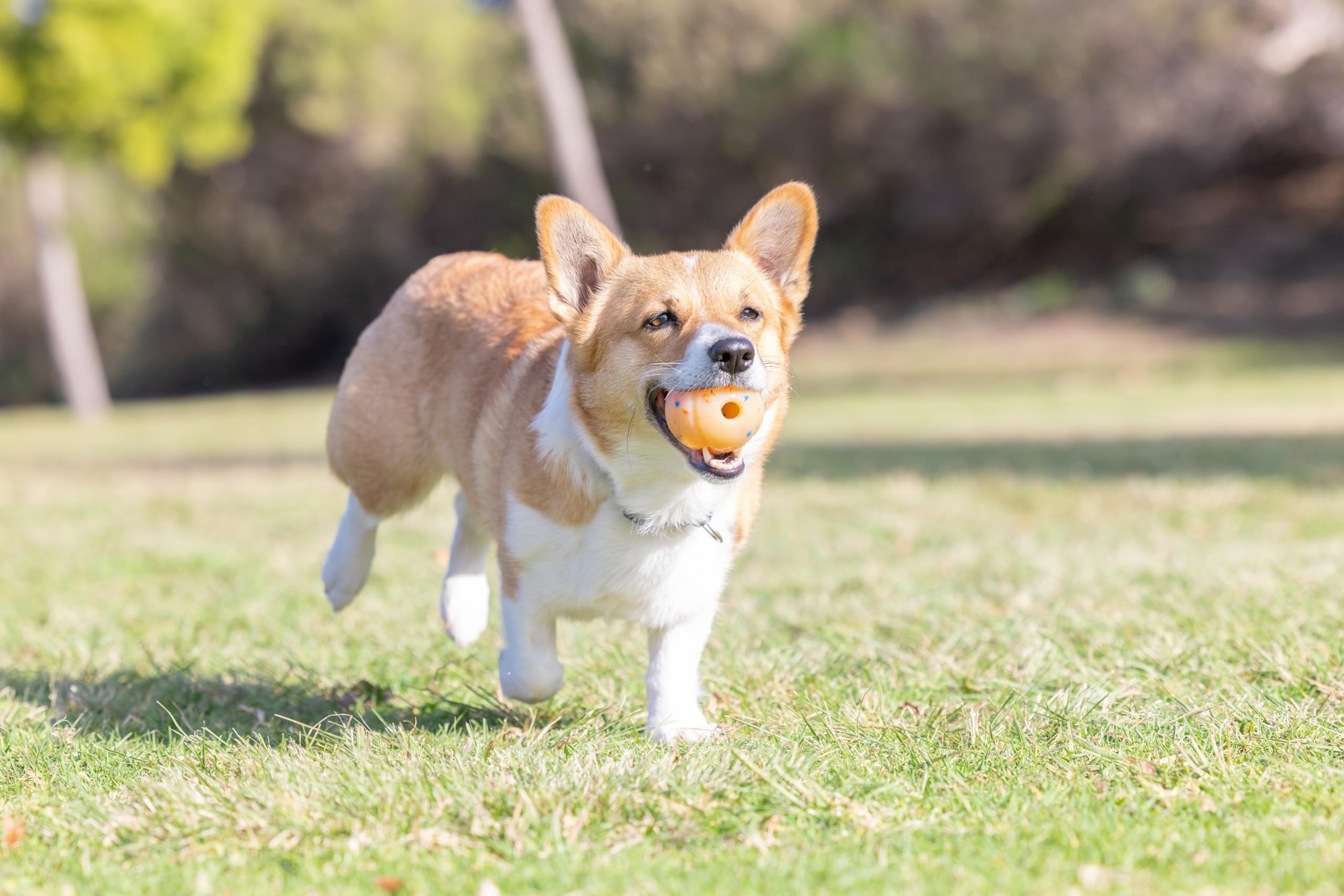 Foto 5 pulgar | ¡busca A Ball Chuckit! Cumpleaños Para Perros De Tamaño Mediano De 9 A 27 Kg - Venta Internacional.