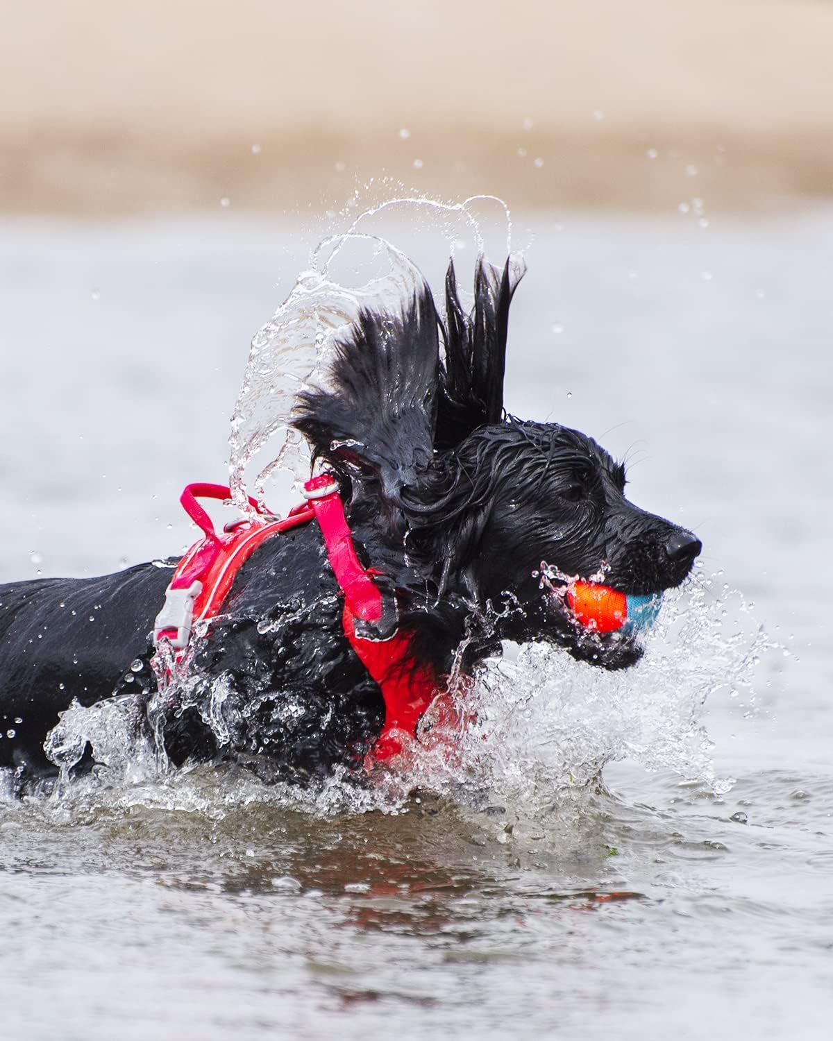 Foto 4 pulgar | ¡busca Pelotas, Chuckit! Set De 3 Anfibios Para Perros Medianos - Venta Internacional.