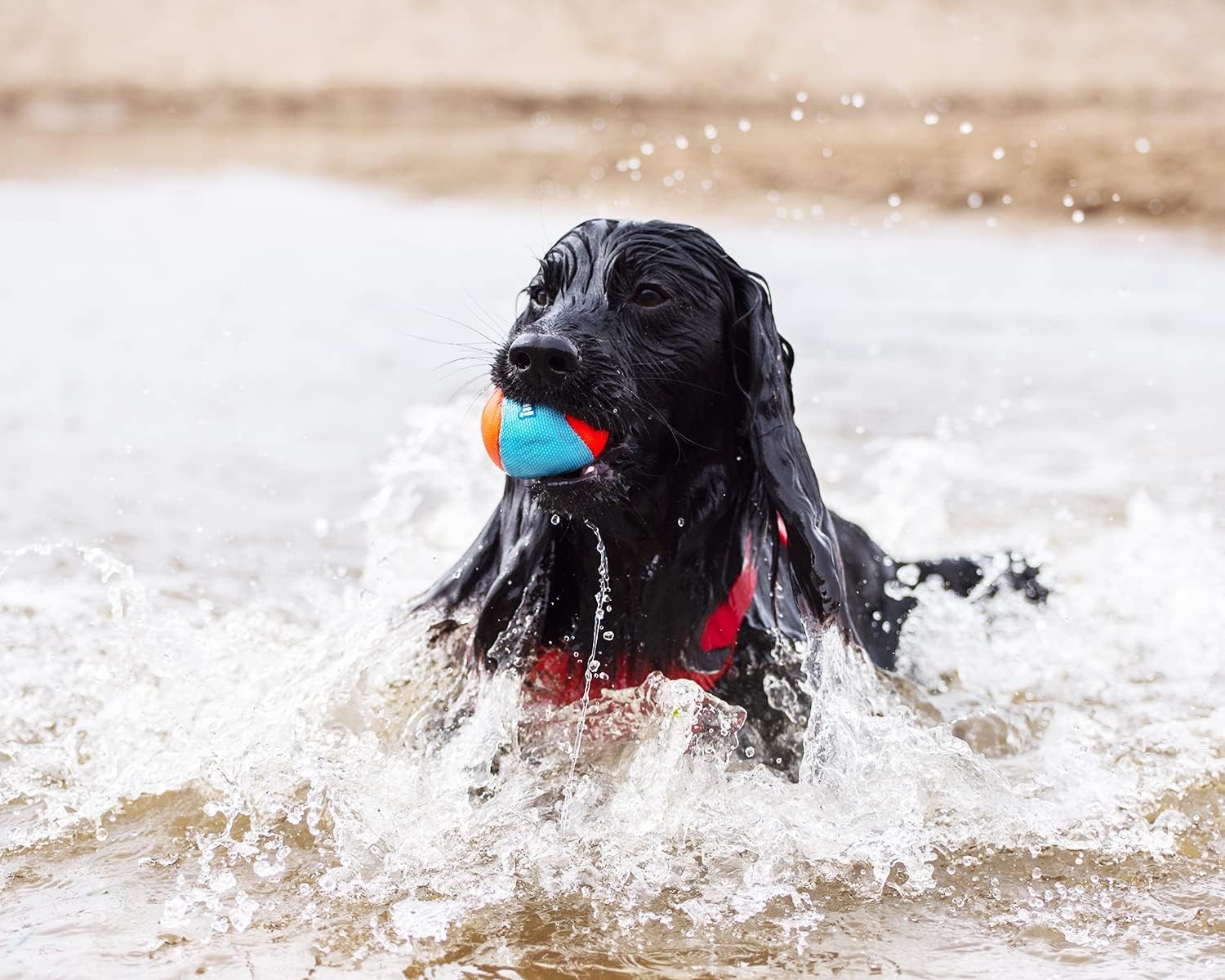 Foto 5 pulgar | ¡busca Pelotas, Chuckit! Set De 3 Anfibios Para Perros Medianos - Venta Internacional.