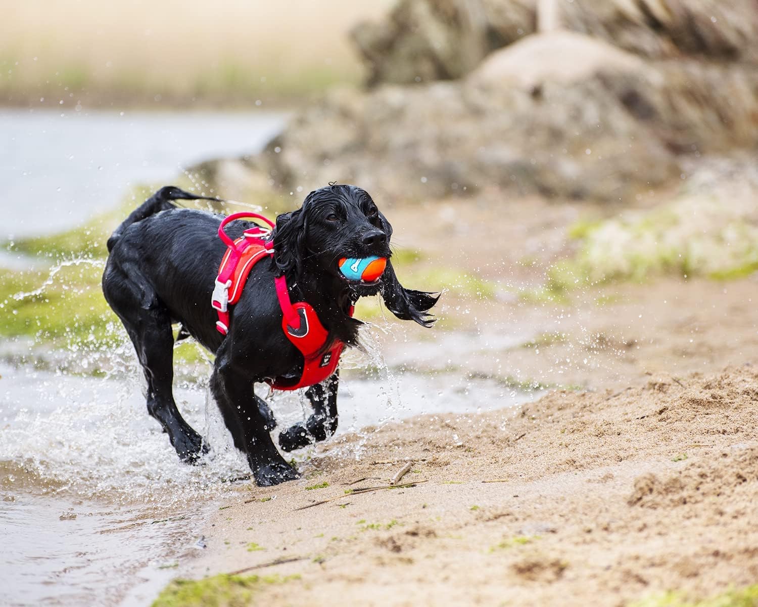 Foto 6 pulgar | ¡busca Pelotas, Chuckit! Set De 3 Anfibios Para Perros Medianos - Venta Internacional.