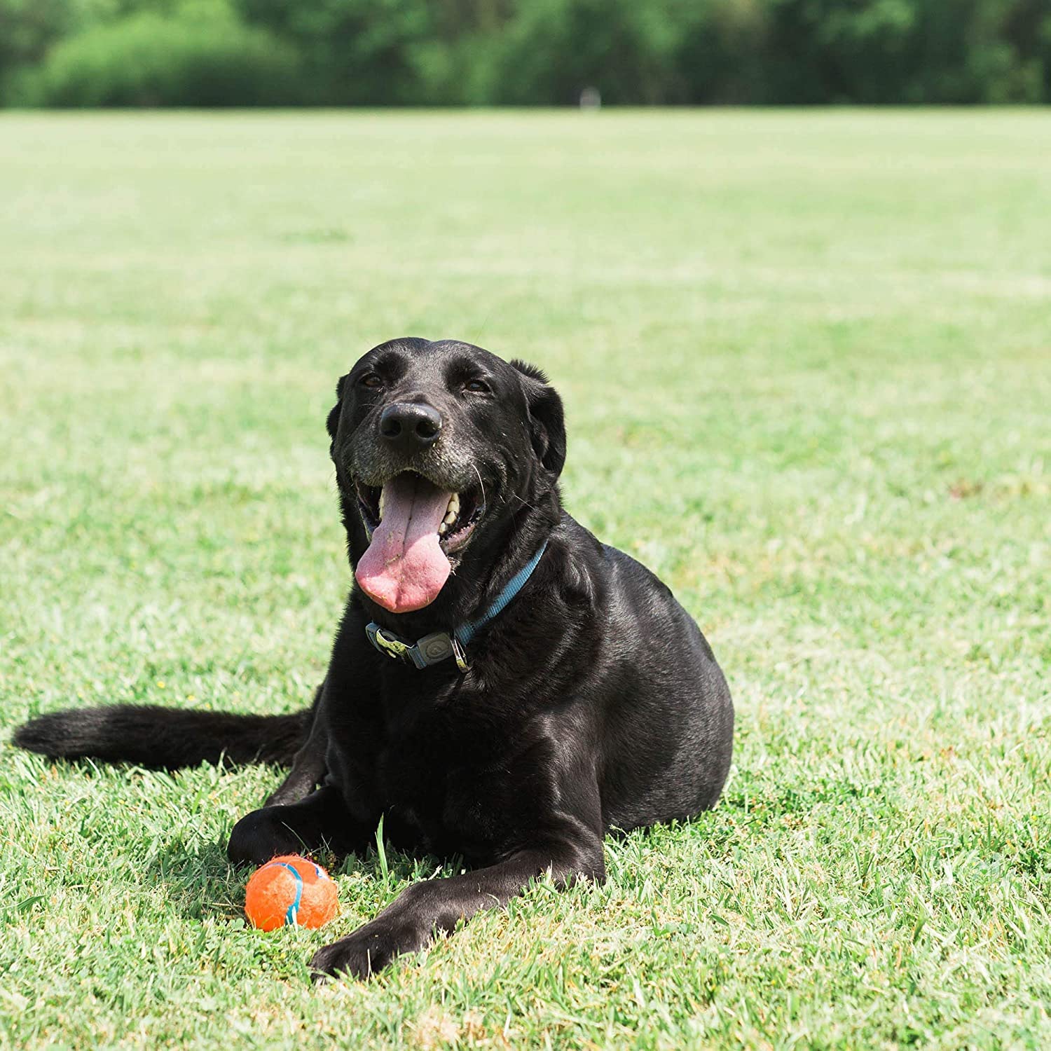 Foto 6 pulgar | Juguete Para Perros Chuckit! Pelota De Tenis Para Perros Grandes De 27 A 45 Kg - Venta Internacional.