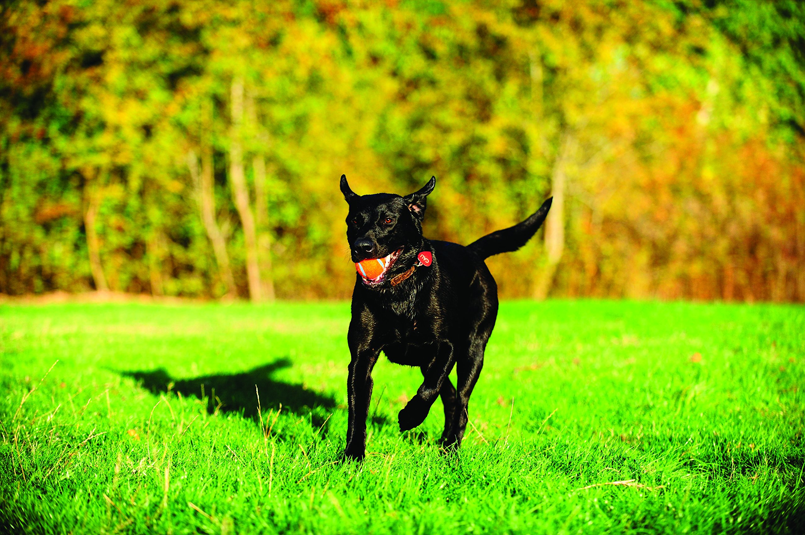 Foto 7 pulgar | Juguete Para Perros Chuckit! Pelota De Tenis Para Perros Grandes De 27 A 45 Kg - Venta Internacional.