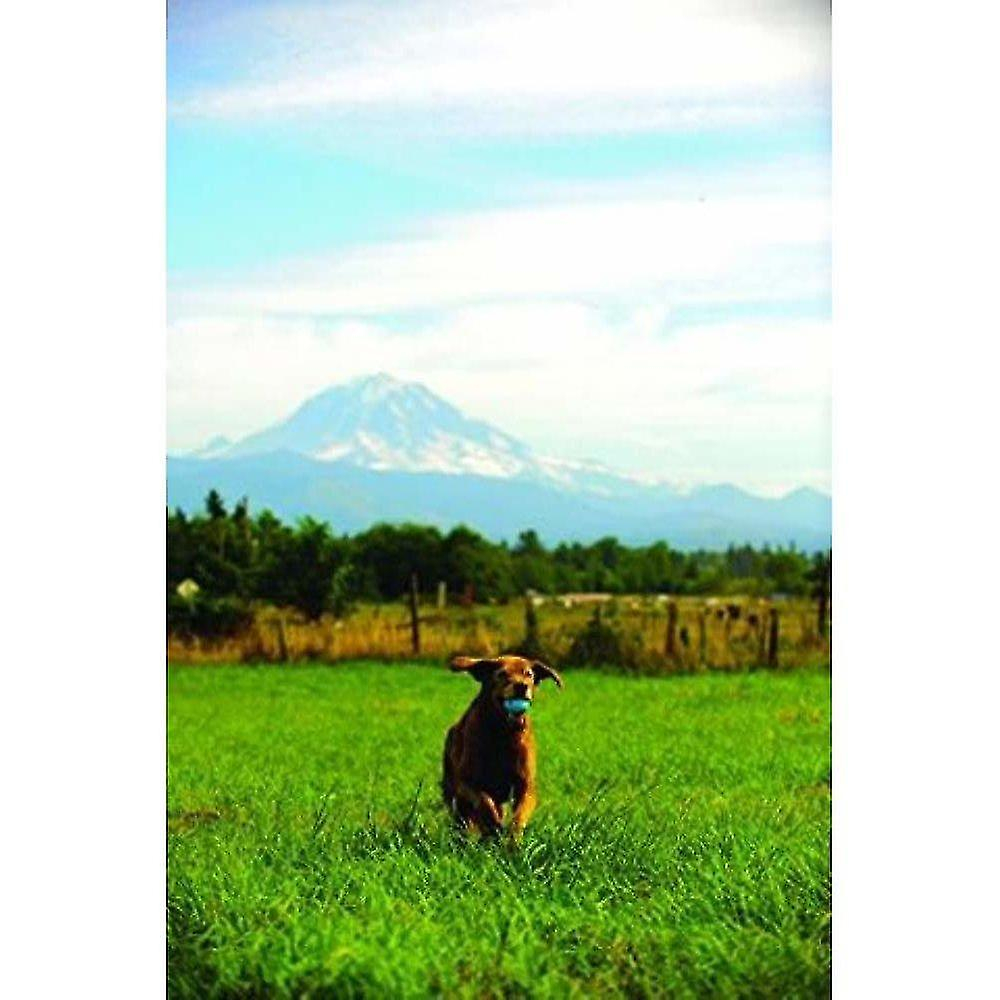 Foto 6 pulgar | Pelota Rebote Chuckit De Juguete Para Perros Medianos, Paquete De 2 - Venta Internacional.