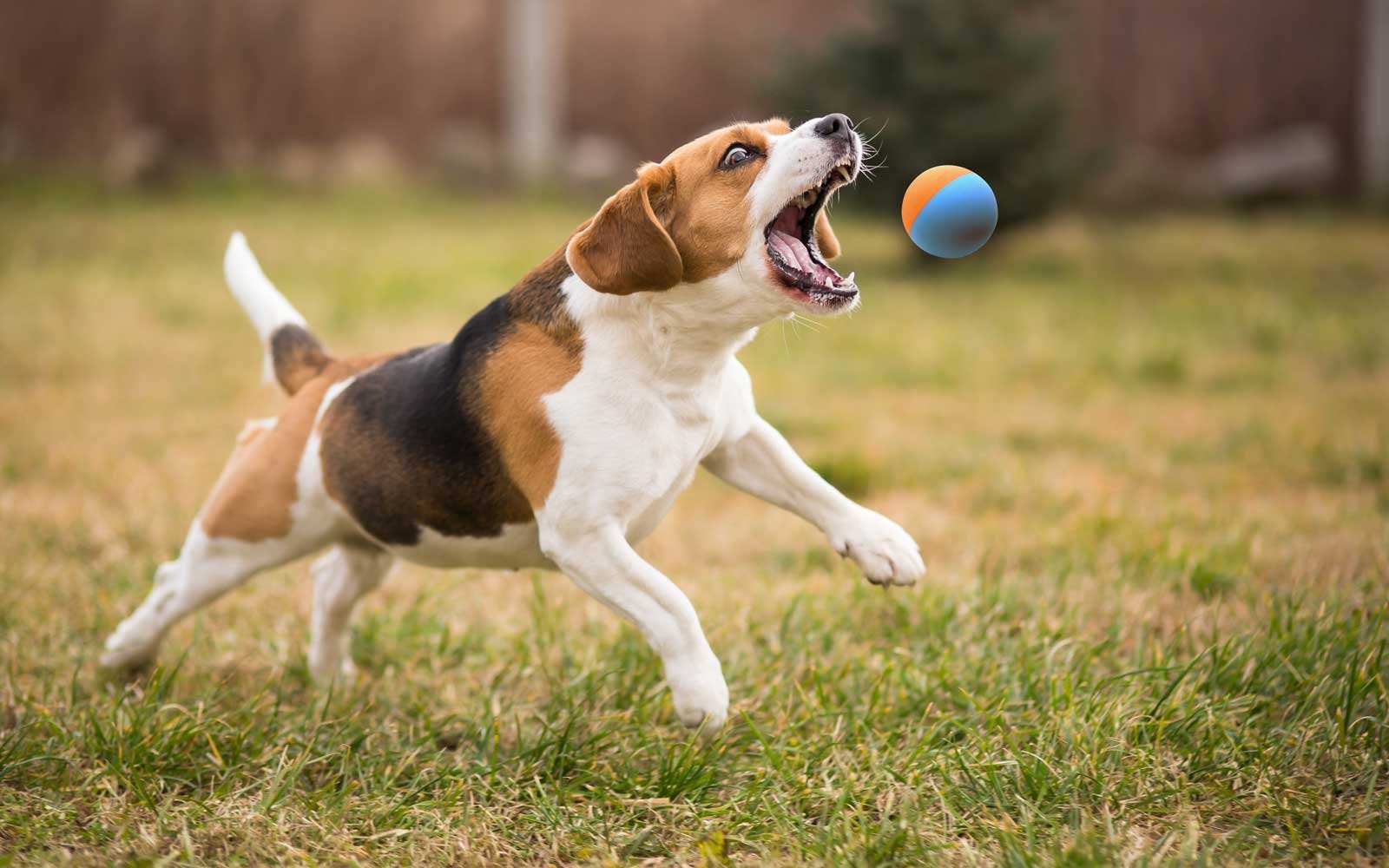 Foto 5 pulgar | Pelotas De Tenis Ajustadas De Goma Para Perros, Tamaño Pequeño Y Mediano - Venta Internacional.