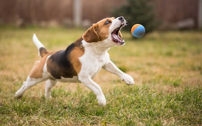 Foto 4 | Pelotas De Tenis Ajustadas De Goma Para Perros, Tamaño Pequeño Y Mediano - Venta Internacional.