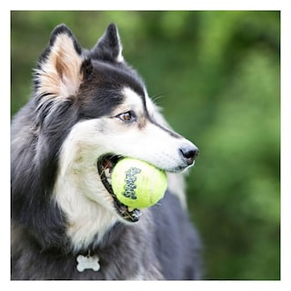 Foto 5 | Pelotas De Tenis Dog Toy Kong Air Squeaker, Tamaño Xl, Paquete De 4 - Venta Internacional.