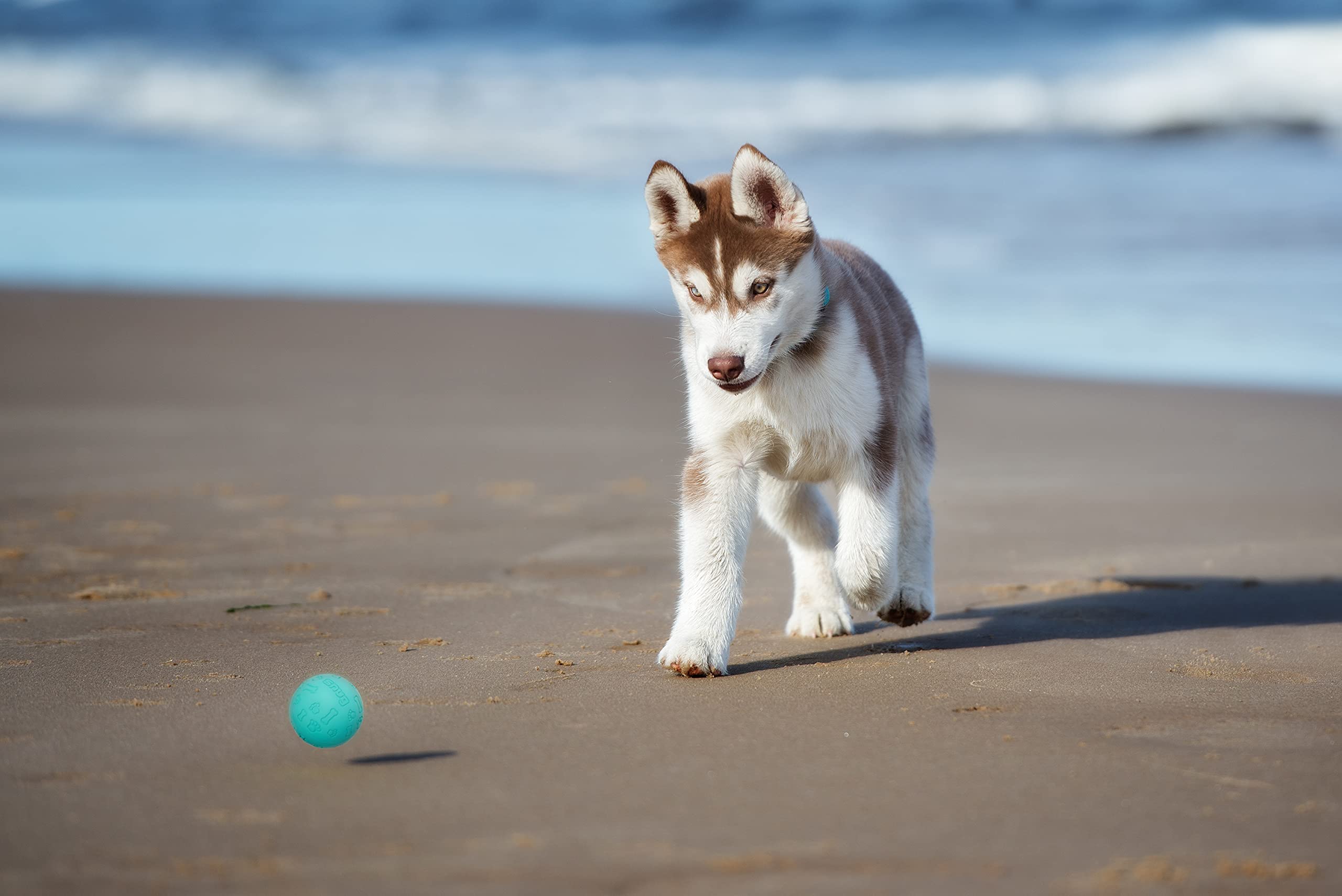 Foto 5 pulgar | Pelotas De Tenis Ajustadas De Goma Para Perros Pequeños Y Medianos (paquete De 3, Frescas) - Venta Internacional.