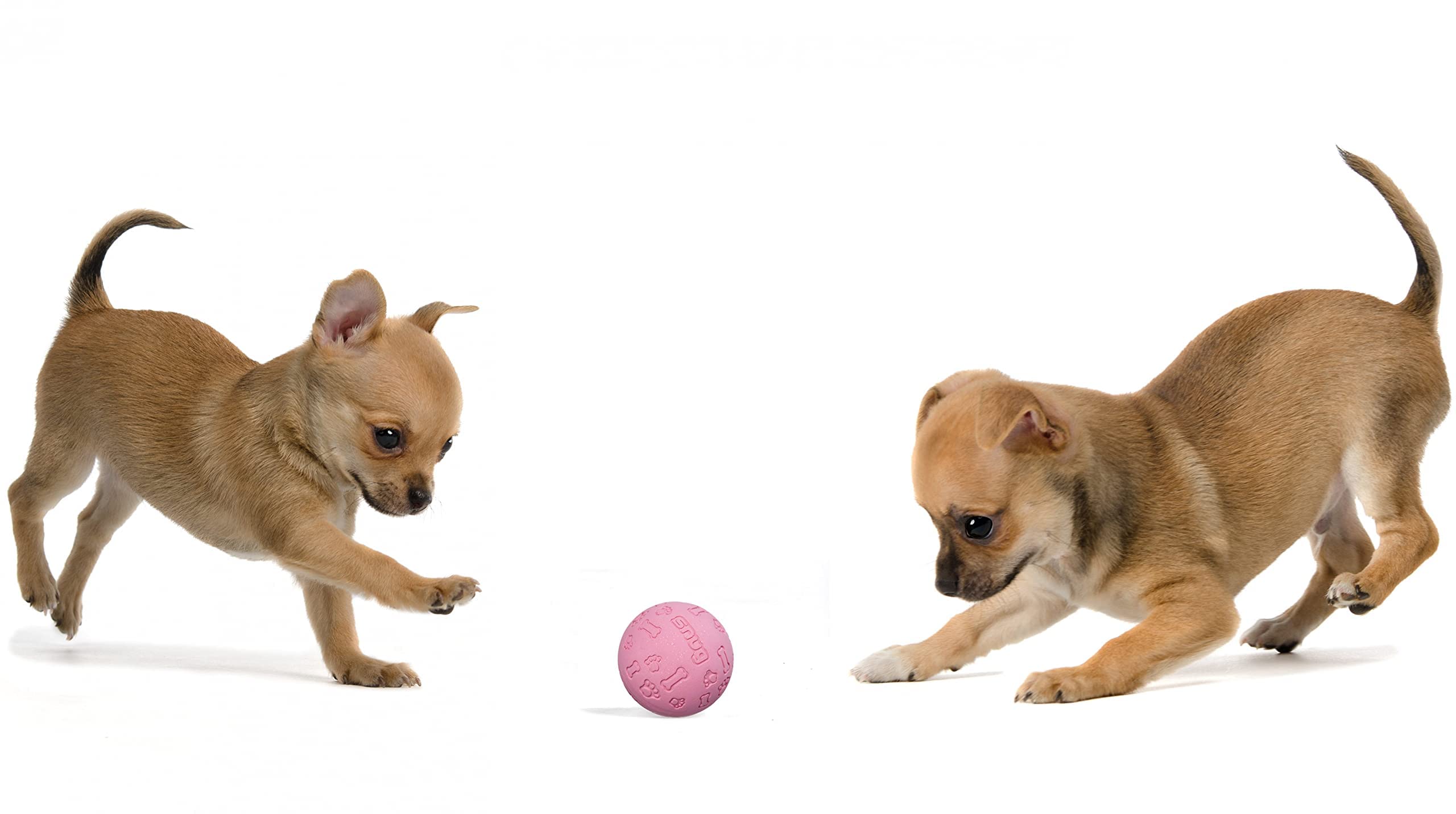 Foto 5 pulgar | Pelotas De Tenis Ajustadas De Goma Para Perros Pequeños Y Medianos (paquete De 3) - Venta Internacional.