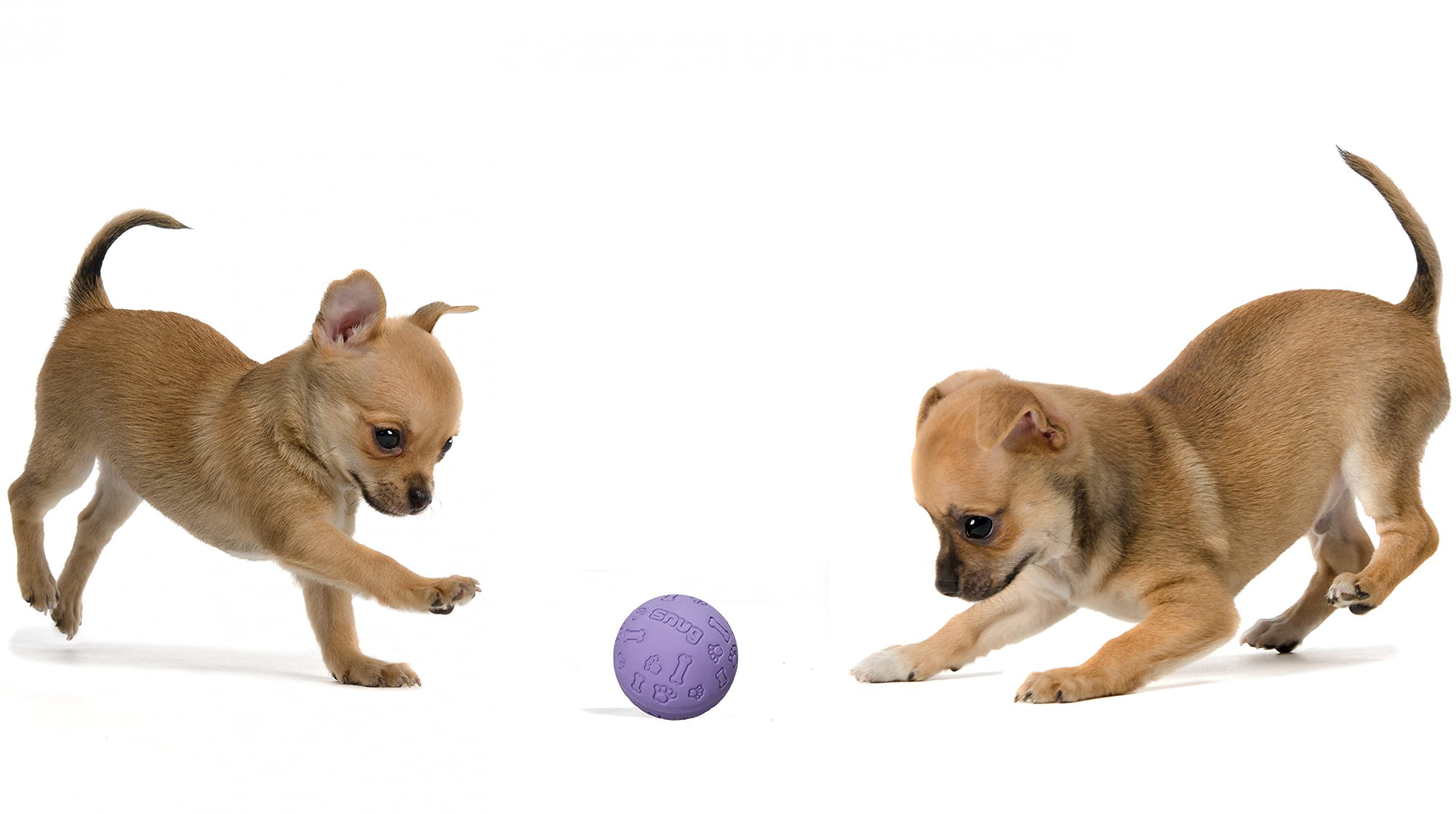 Foto 6 pulgar | Pelotas De Tenis Ajustadas De Goma Para Perros Pequeños Y Medianos (paquete De 3) - Venta Internacional.