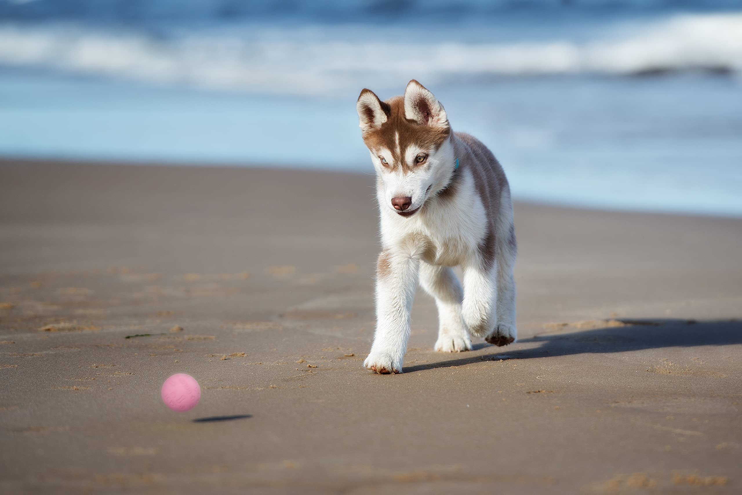 Foto 7 pulgar | Pelotas De Tenis Ajustadas De Goma Para Perros Pequeños Y Medianos (paquete De 3) - Venta Internacional.