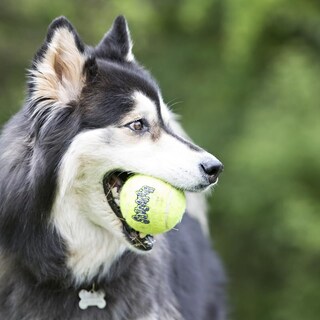Foto 4 | Pelotas De Tenis Dog Toy Kong Squeakair, Tamaño Mediano, Paquete De 9 - Venta Internacional.