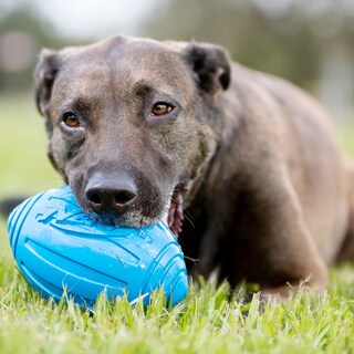 Foto 5 | Pelota De Fútbol Nerf Dog Ridged Con Chirriador Interactivo - Venta Internacional.