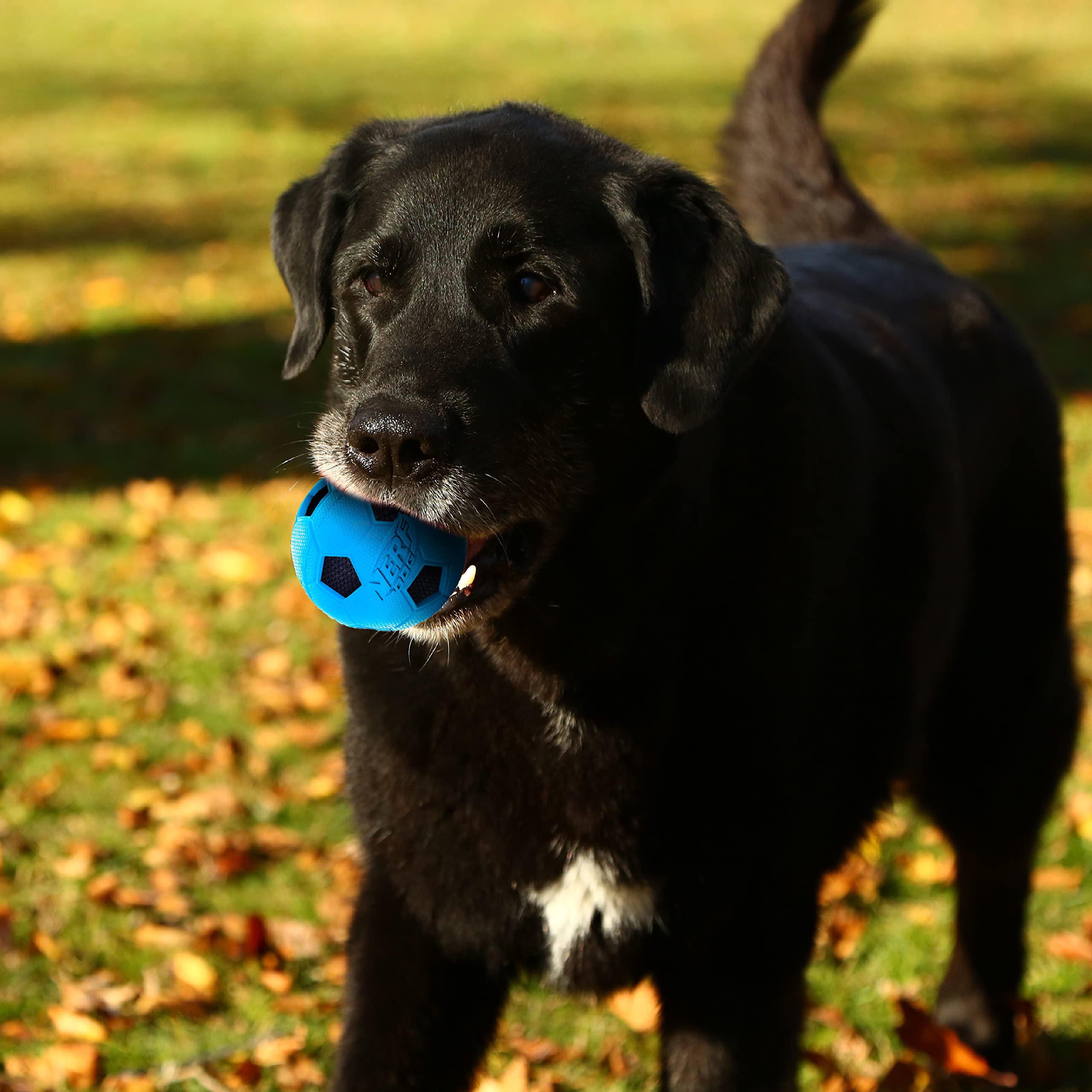 Foto 5 pulgar | Balón De Fútbol Para Perros Dog Toy Nerf Con Interactive Crunch, Paquete De 3 Pulgadas Y 2 - Venta Internacional.