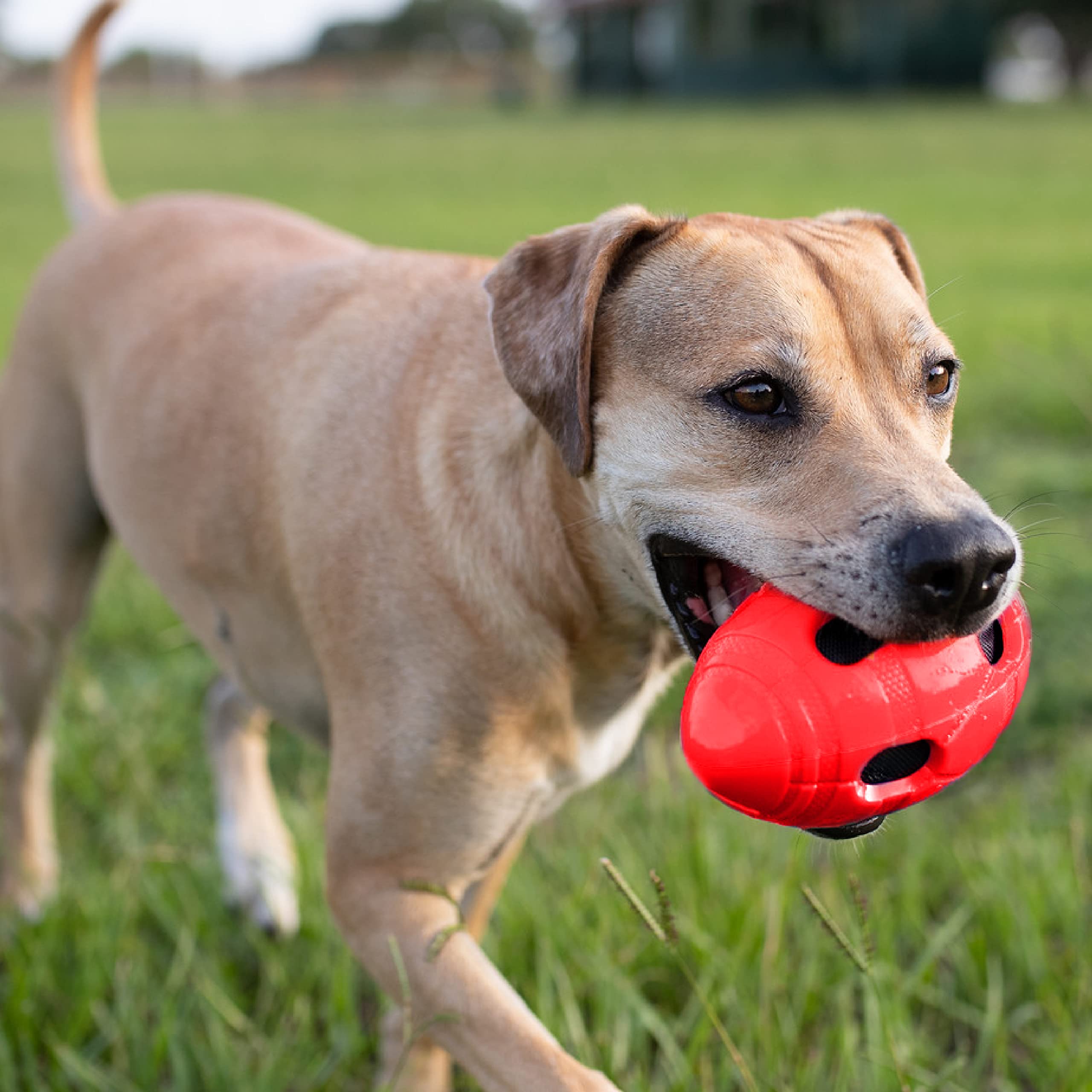 Foto 3 pulgar | Pelota De Fútbol De Goma Para Perros Nerf Dog Toy Con Squeaker & Crunch, Color Rojo - Venta Internacional.