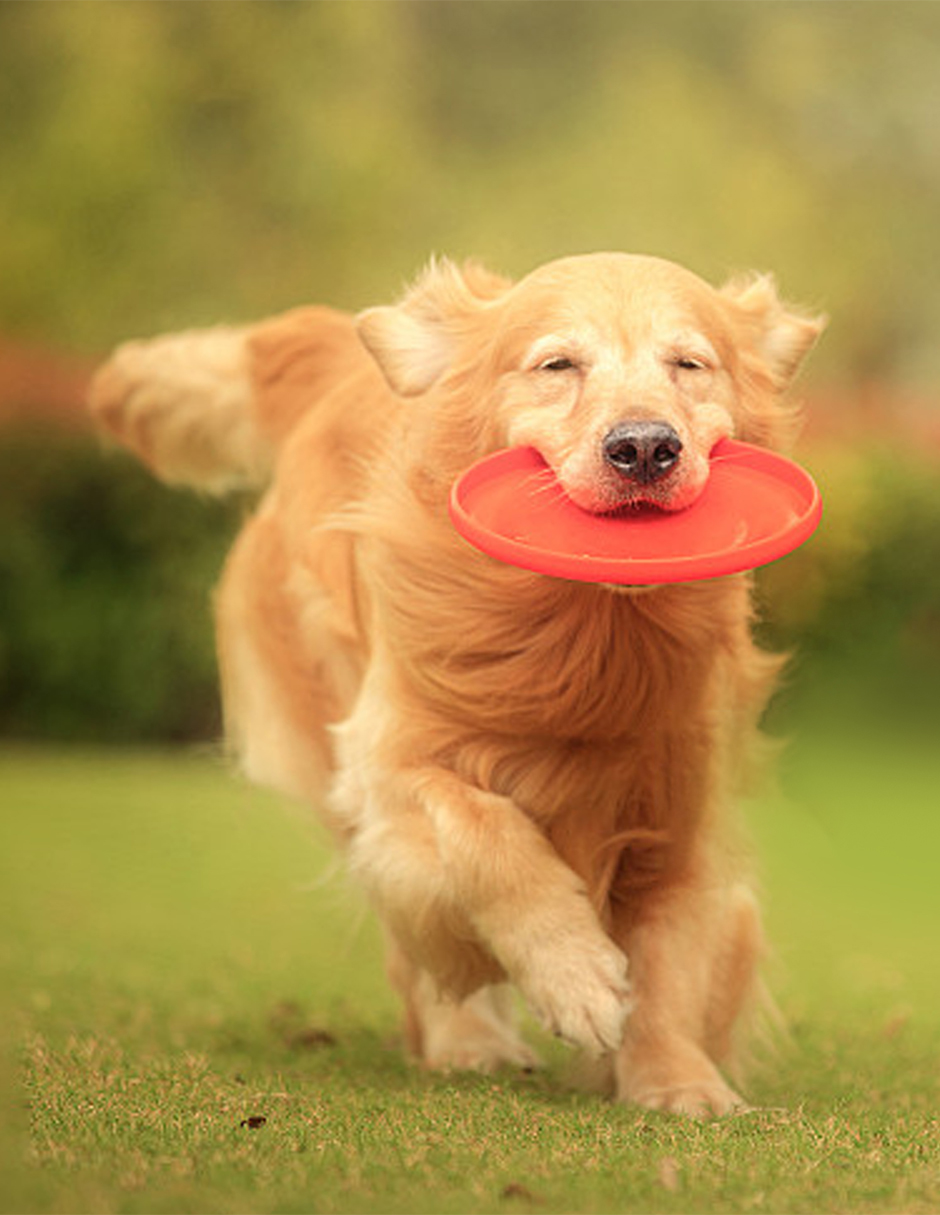 Foto 5 pulgar | Frisbee Pet Religión de Caucho Rojo para Perro