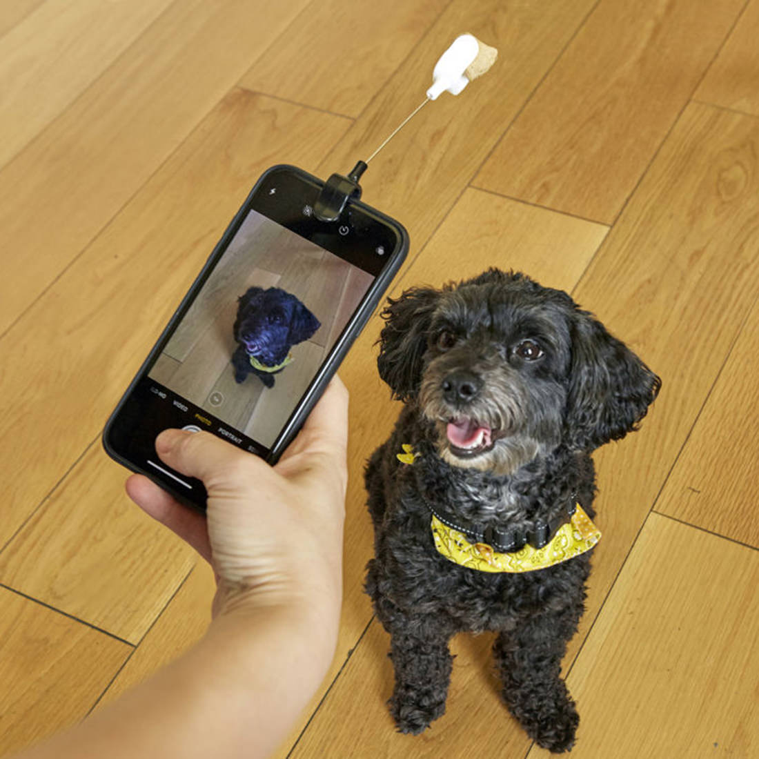 Foto 4 pulgar | Clip para selfies con golosina para perros Kikkerland DIG01